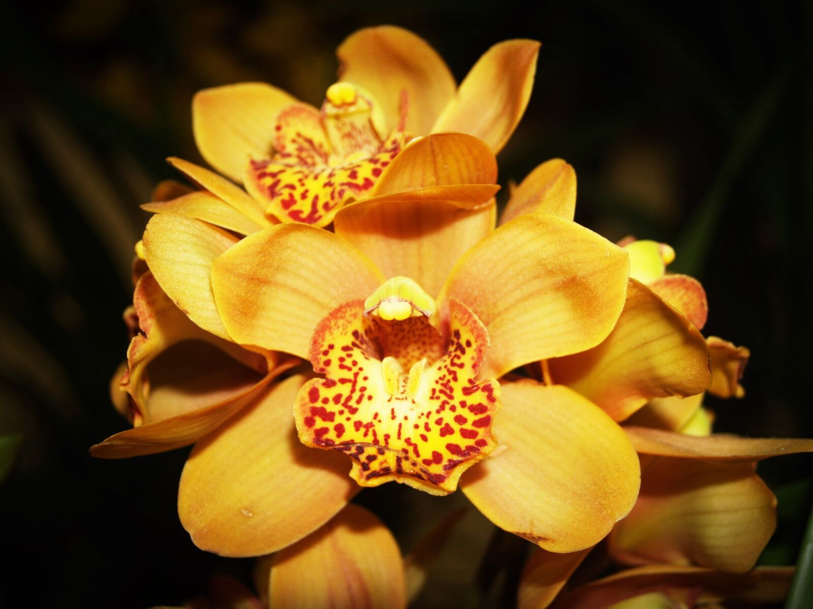 Olympus E-300 (EVOLT E-300) sample photo. Flower, orchid, tropical photography