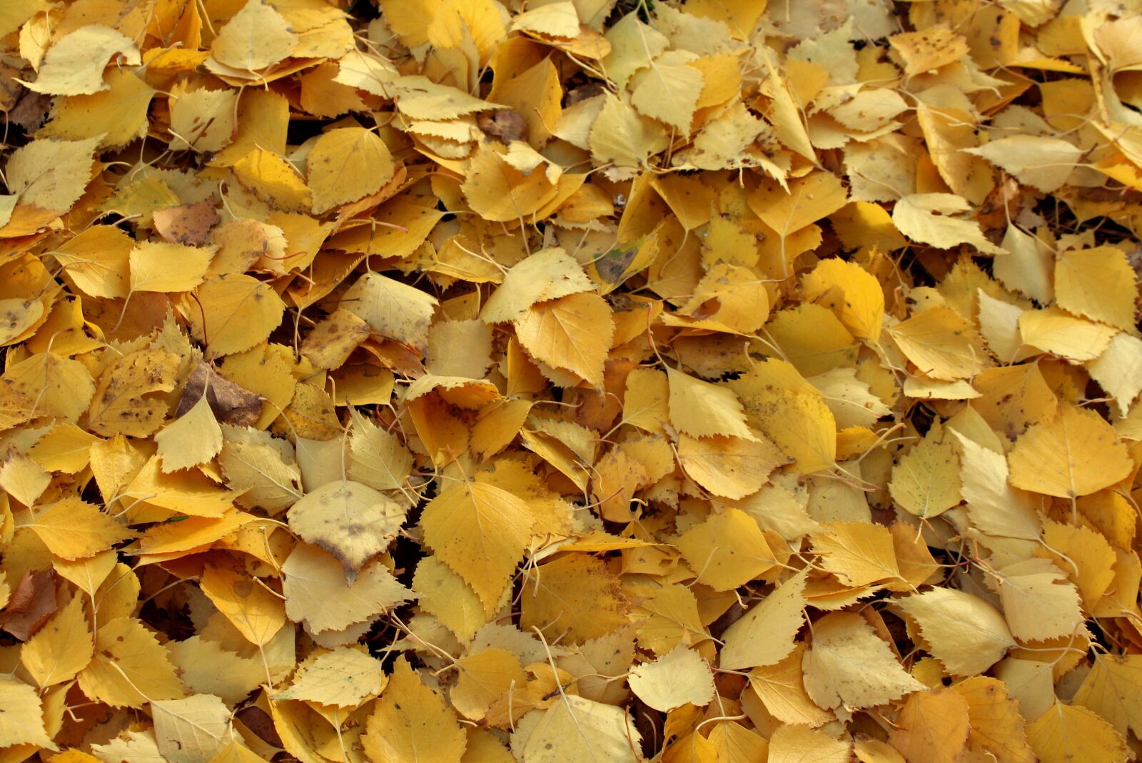 Canon EOS 1200D (EOS Rebel T5 / EOS Kiss X70 / EOS Hi) sample photo. Foliage, autumn, birch leaves photography