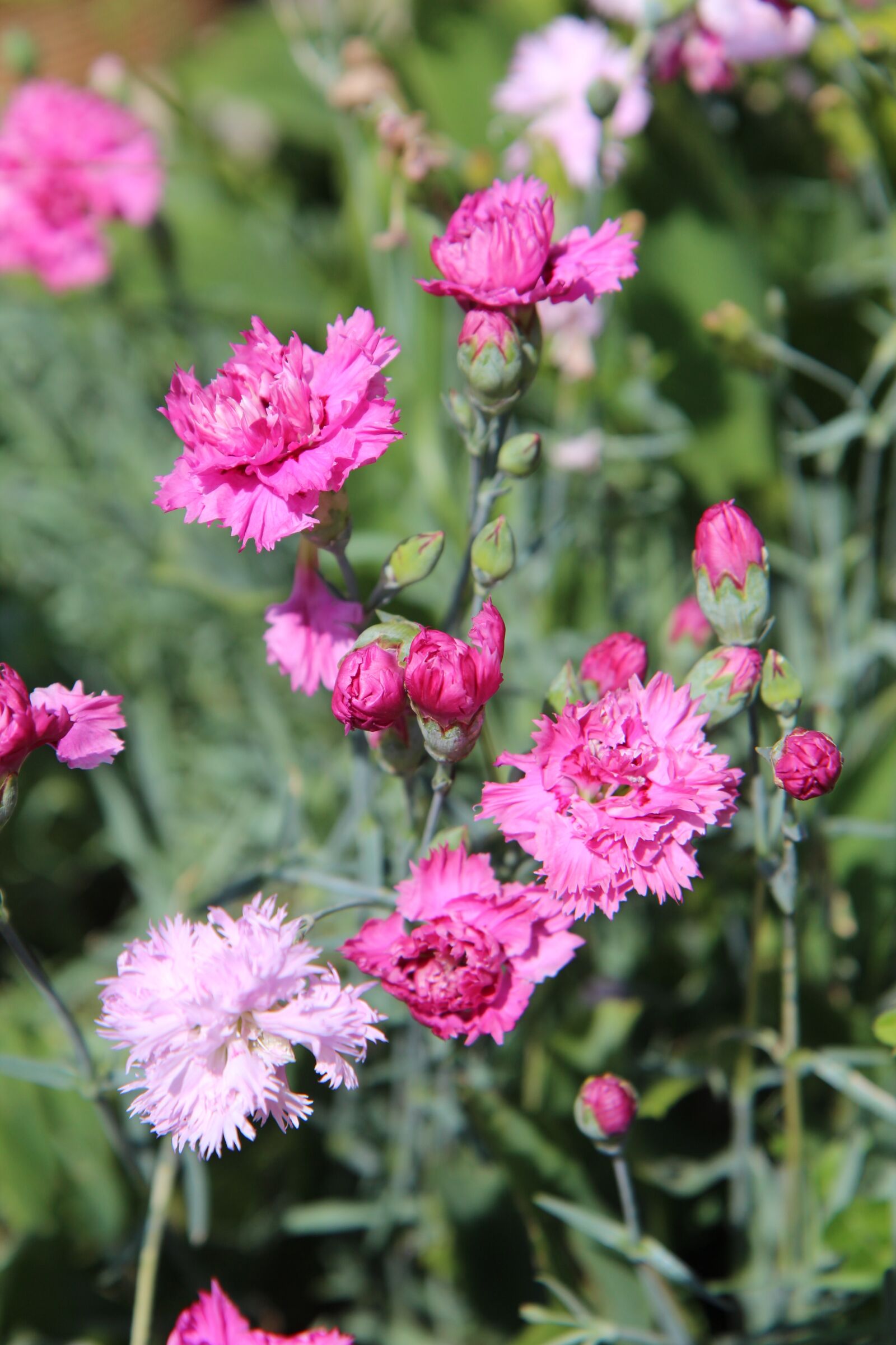 Canon EOS 600D (Rebel EOS T3i / EOS Kiss X5) sample photo. Eyelets pink, eyelets, carnation photography