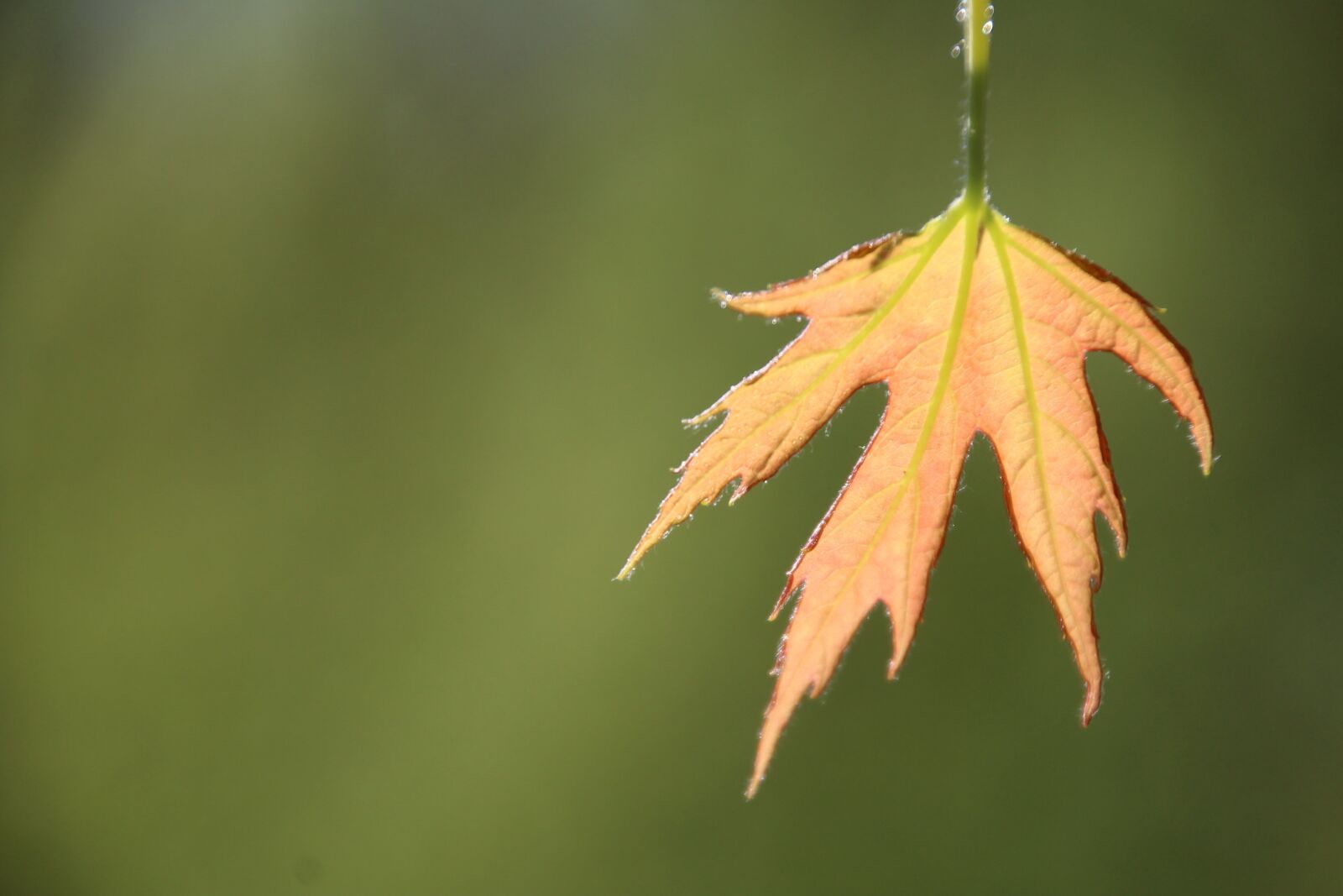 Canon EOS 1200D (EOS Rebel T5 / EOS Kiss X70 / EOS Hi) sample photo. Leaf, spring, first leaves photography