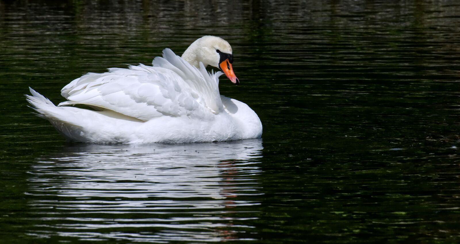 Nikon D7200 sample photo. Swan, elegant, noble photography