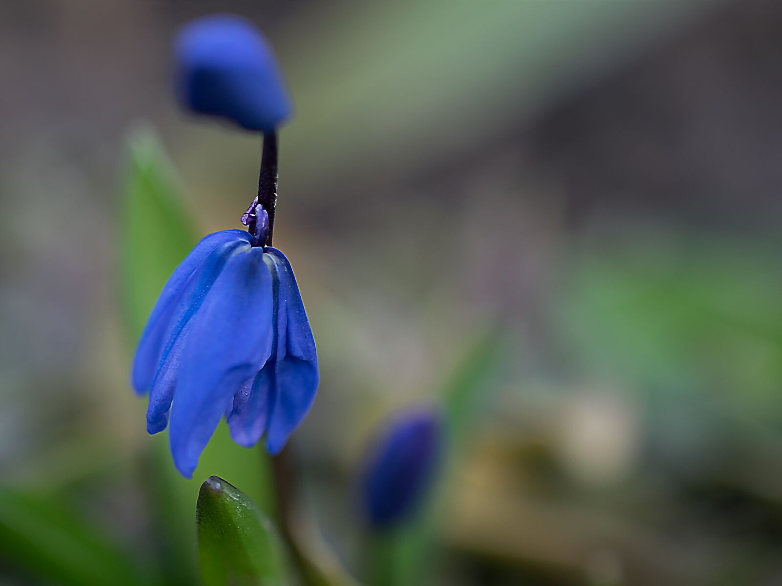 Nikon D3300 sample photo. Flower, nature, leaf photography