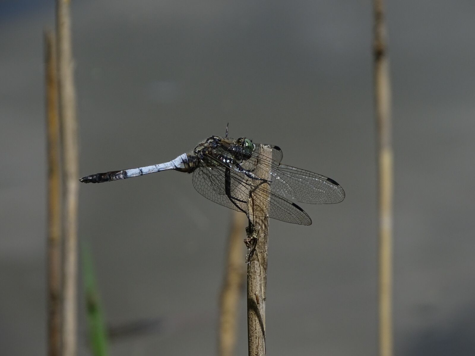 Sony Cyber-shot DSC-HX400V sample photo. Dragonfly, punch, water photography