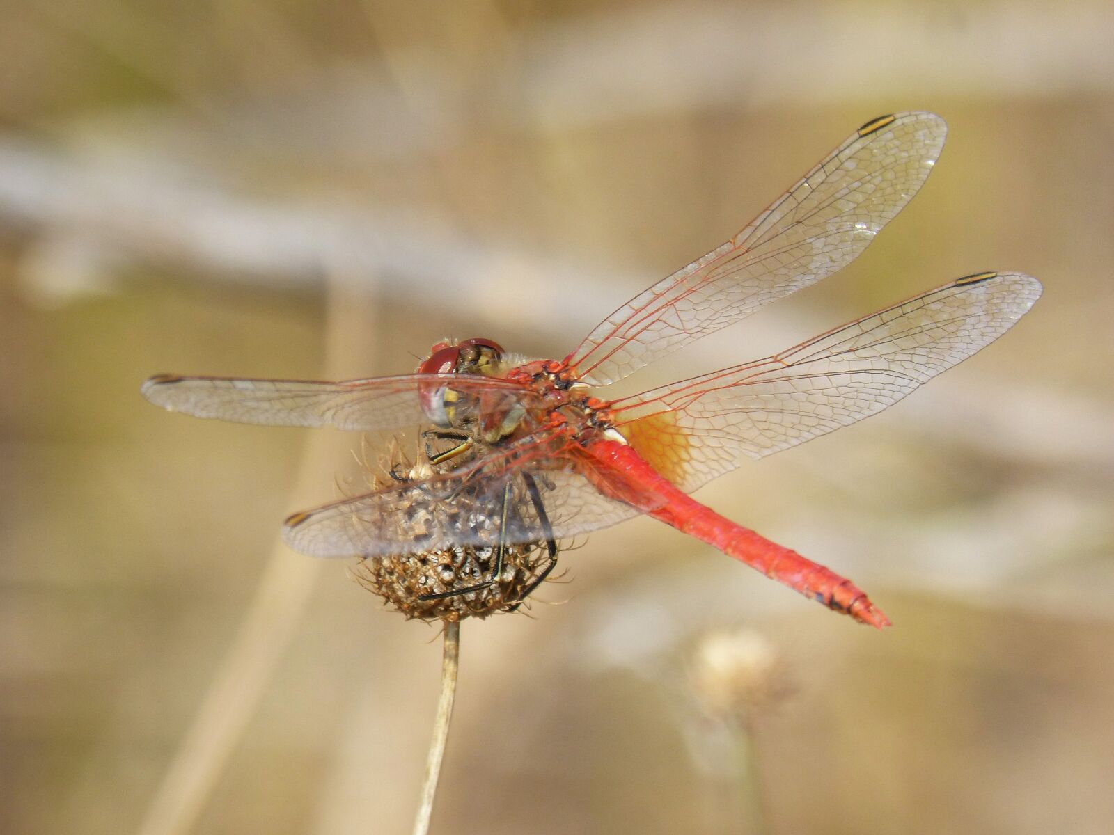 Panasonic DMC-FZ62 sample photo. Dragonfly flower, dry flower photography