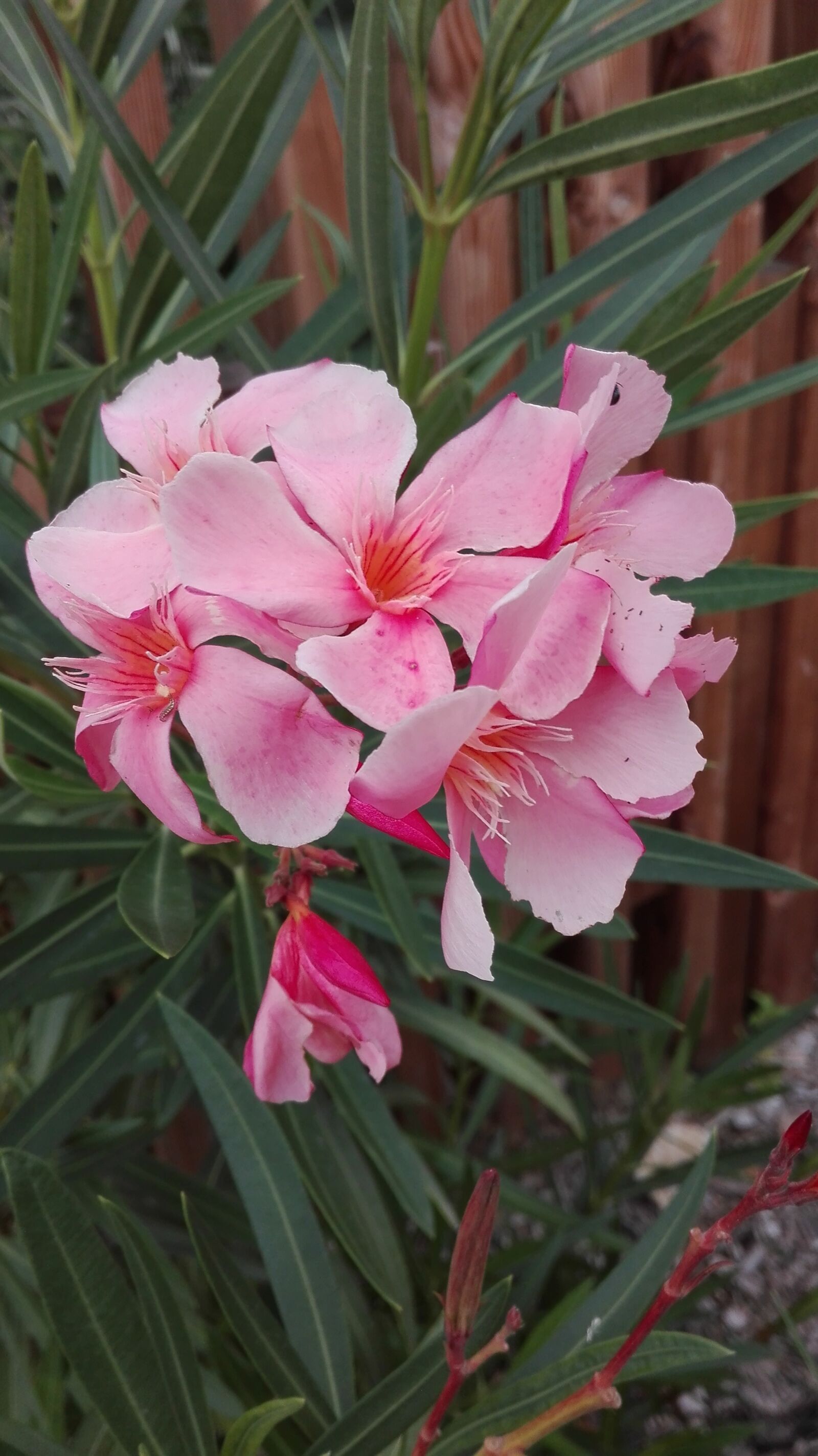 HUAWEI P8 Lite sample photo. Flower, nature, flower nature photography