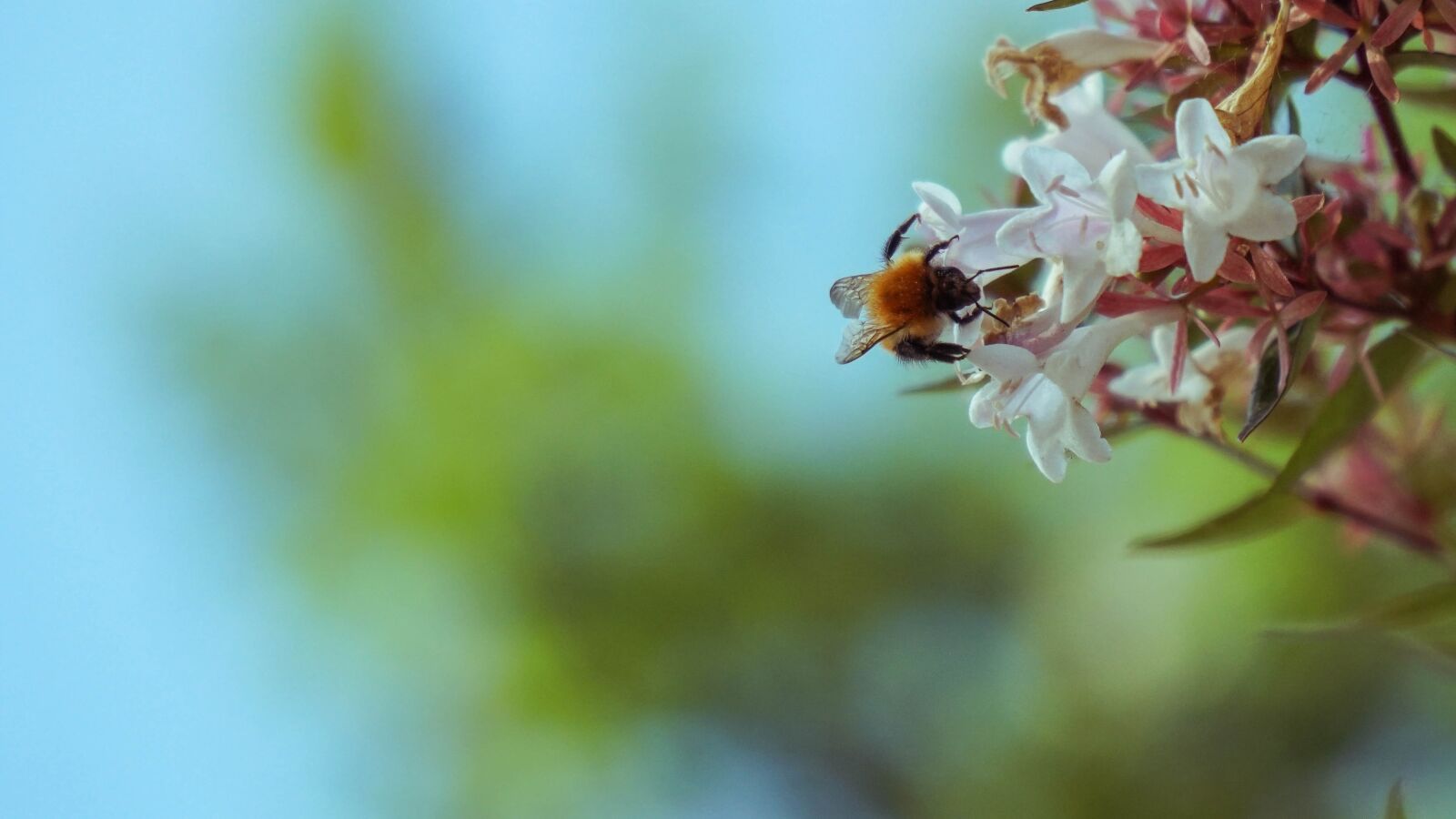 Sony a6500 sample photo. Bee, flower, pollen photography
