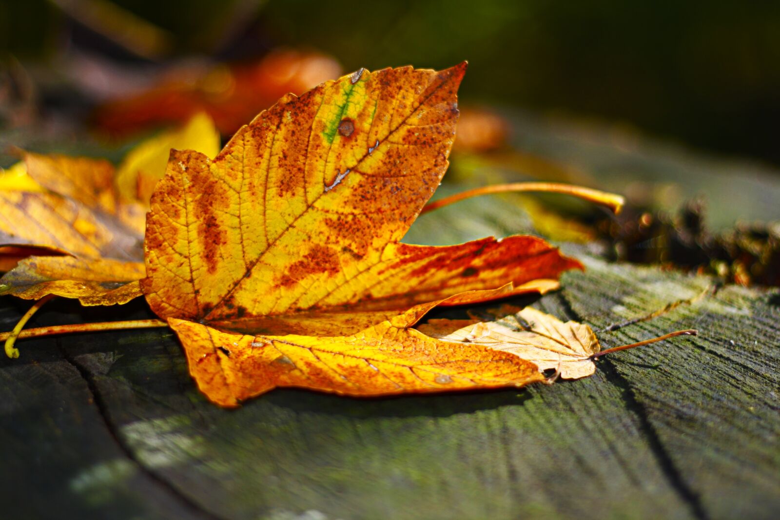 Canon EOS 1000D (EOS Digital Rebel XS / EOS Kiss F) sample photo. Leaves, leaf, autumn photography