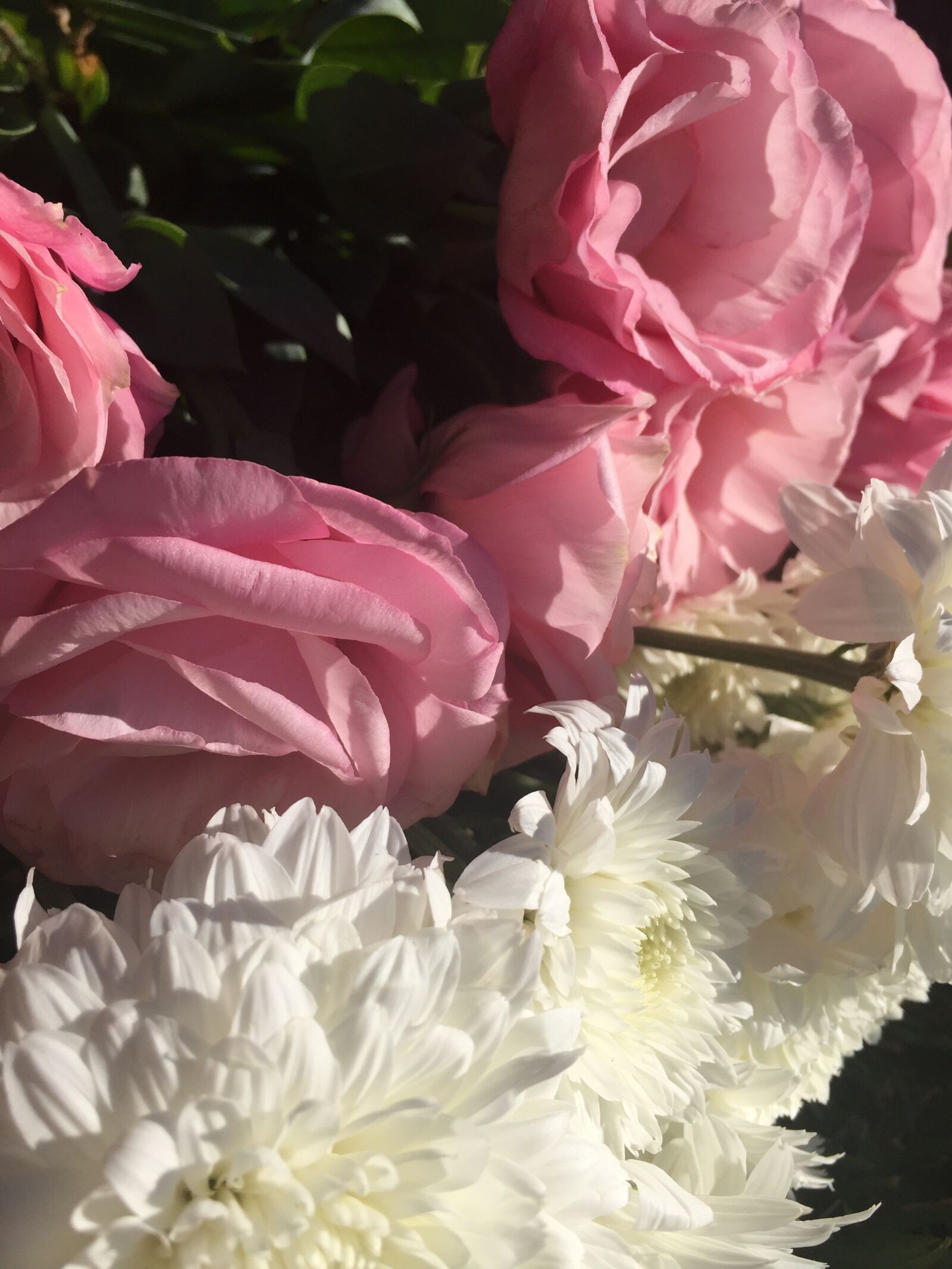 Apple iPhone 6 sample photo. Chrysanthemum, floral, flowers, pink photography