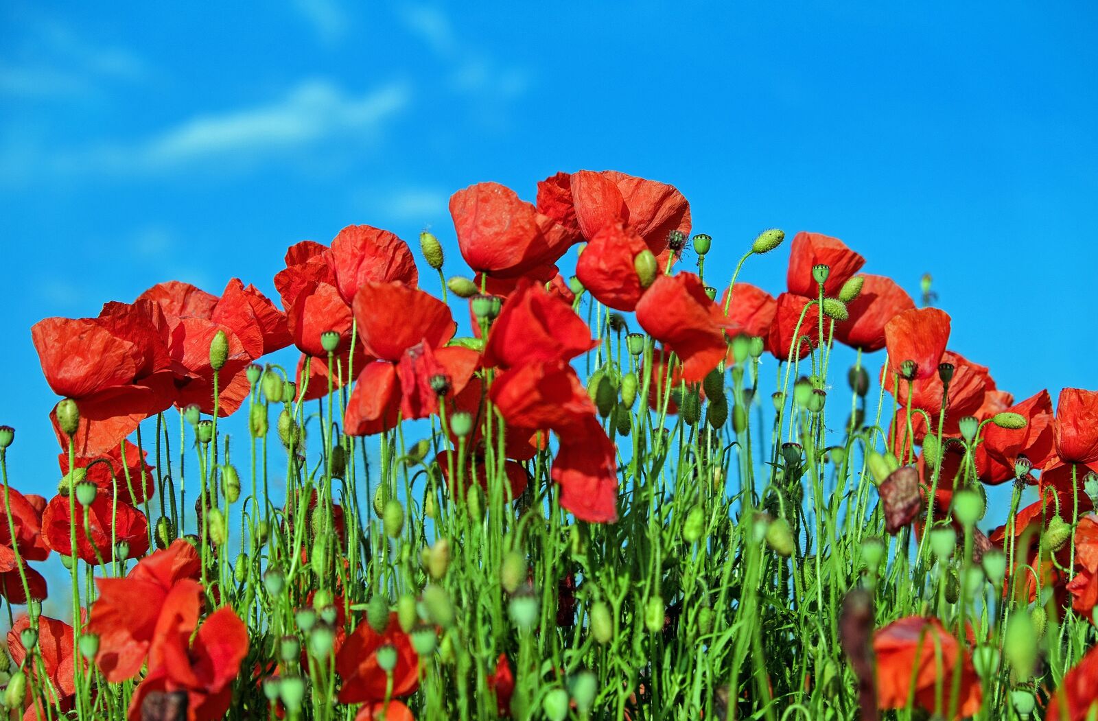 Fujifilm X-T10 sample photo. Poppy, klatschmohn, poppy flower photography