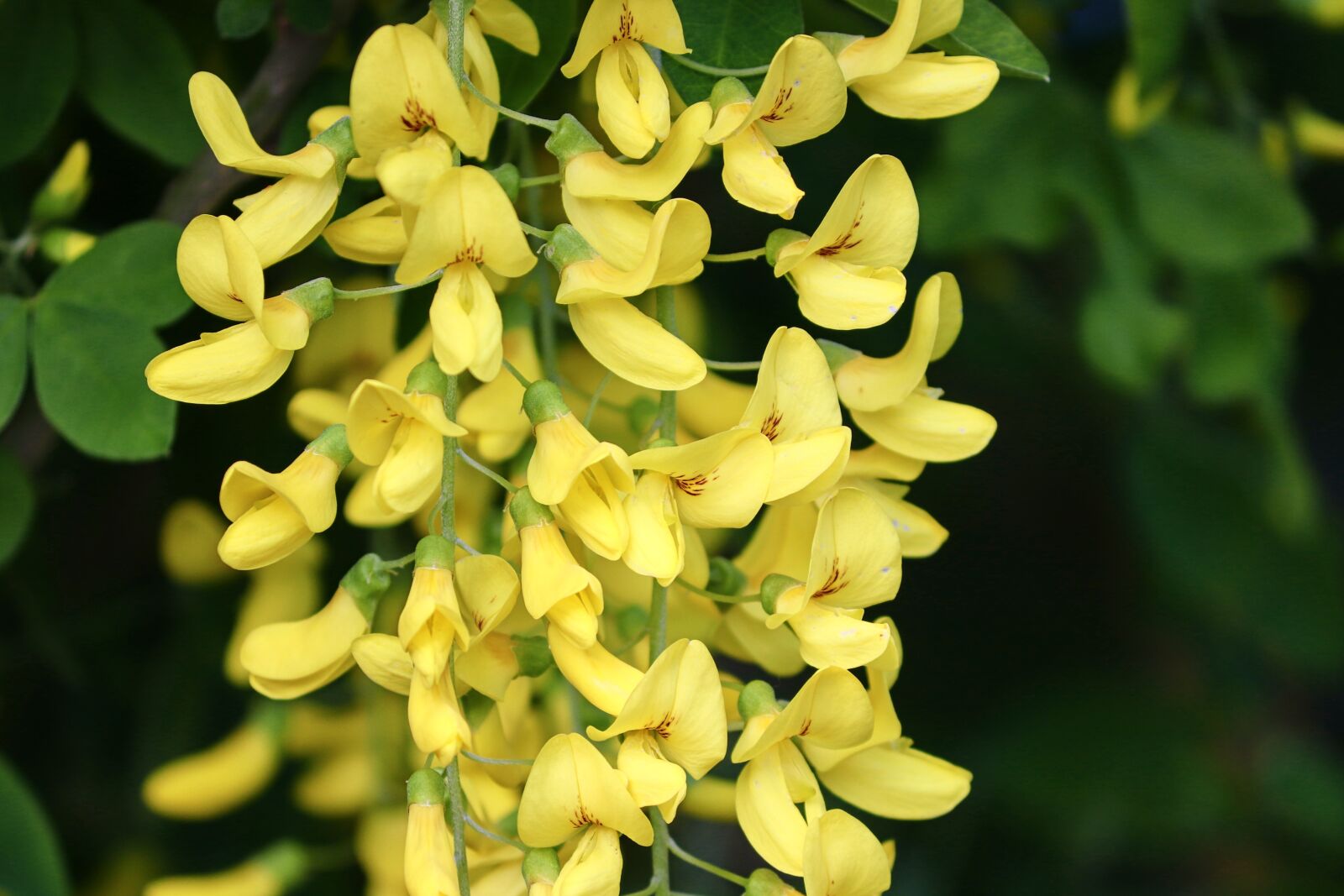 Canon EOS 200D (EOS Rebel SL2 / EOS Kiss X9) sample photo. Laburnum, yellow, bean tree photography