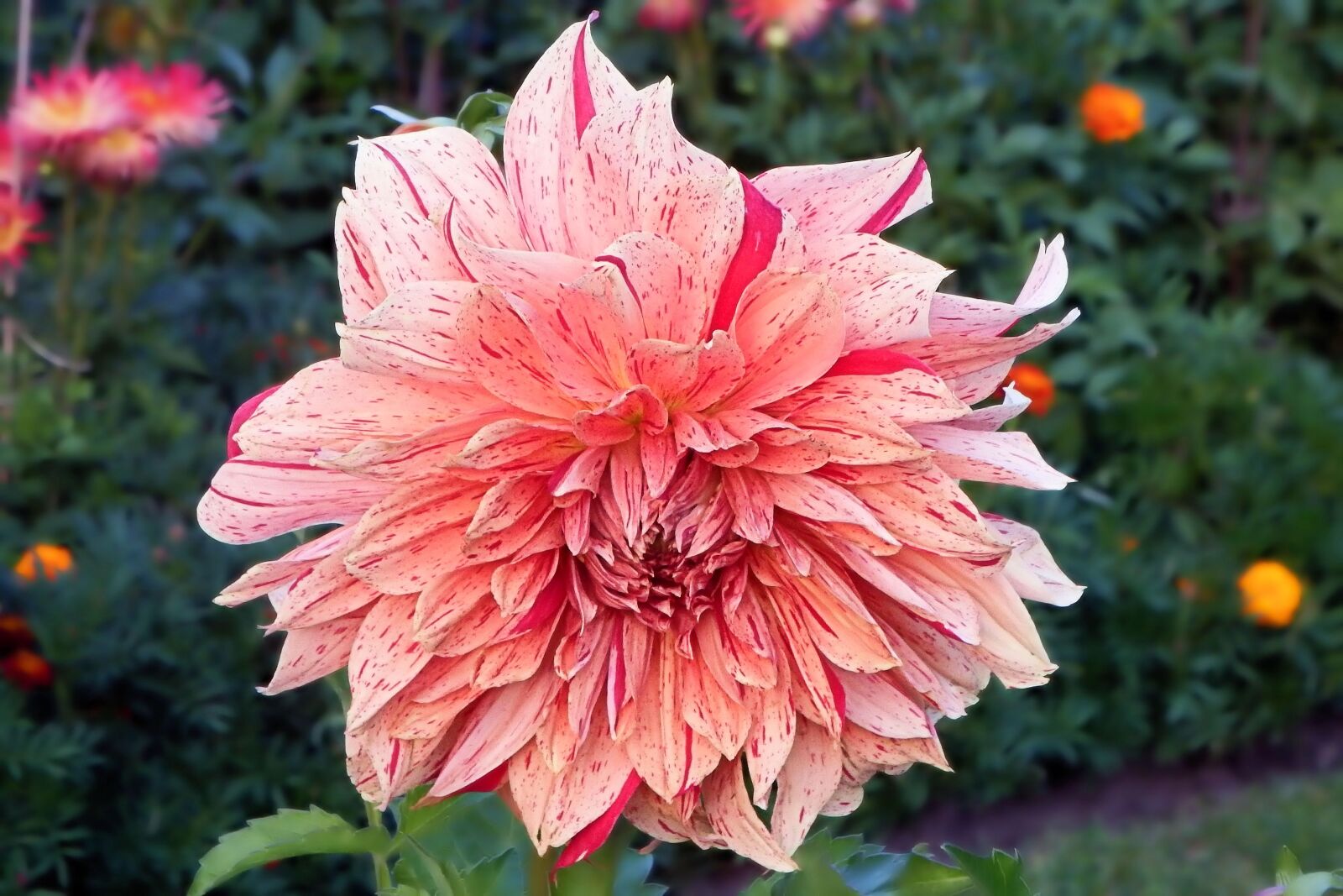 Fujifilm FinePix SL1000 sample photo. Dahlia, blossom, bloom photography