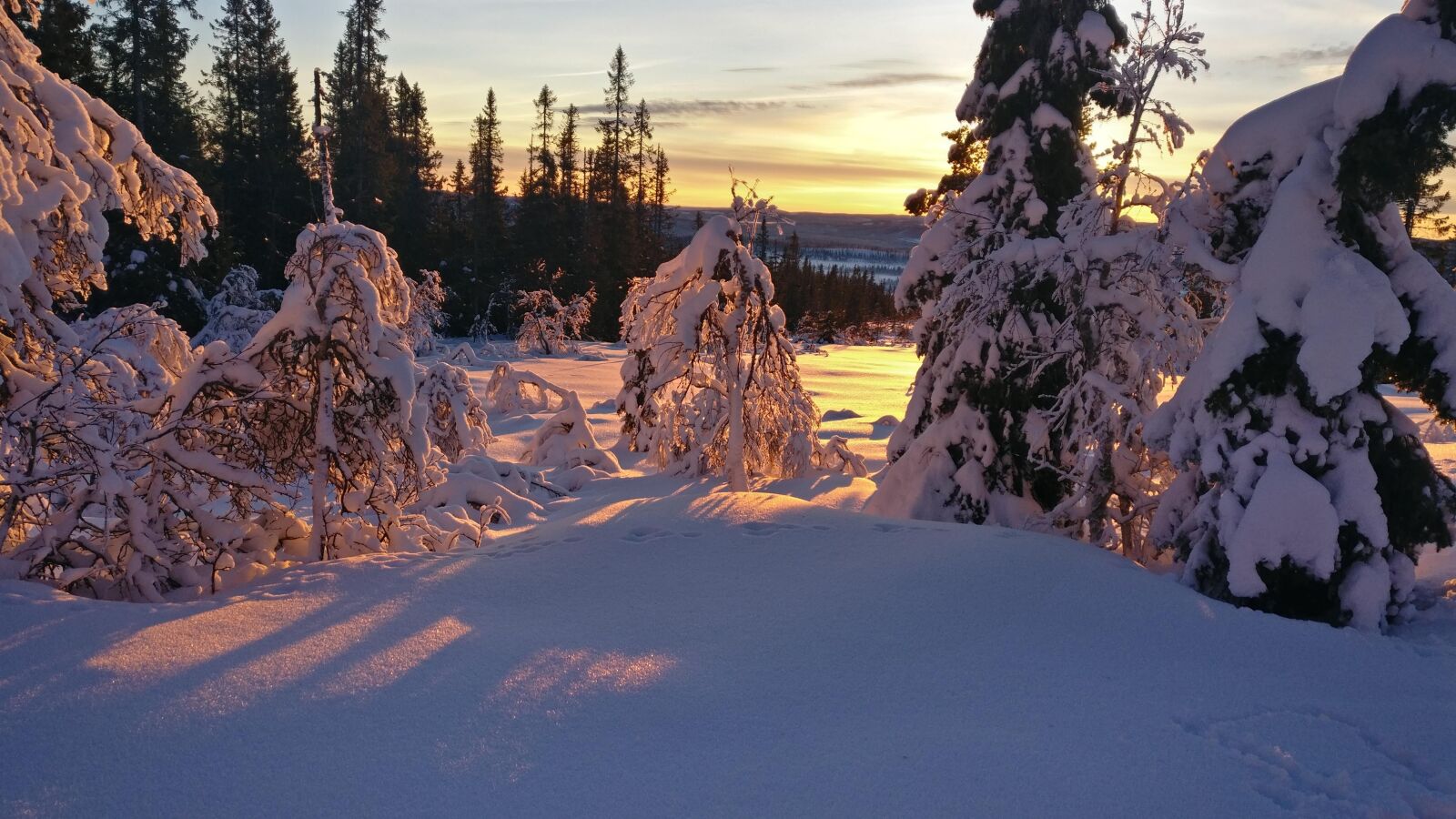 OnePlus A3003 sample photo. Winter, snow on trees photography