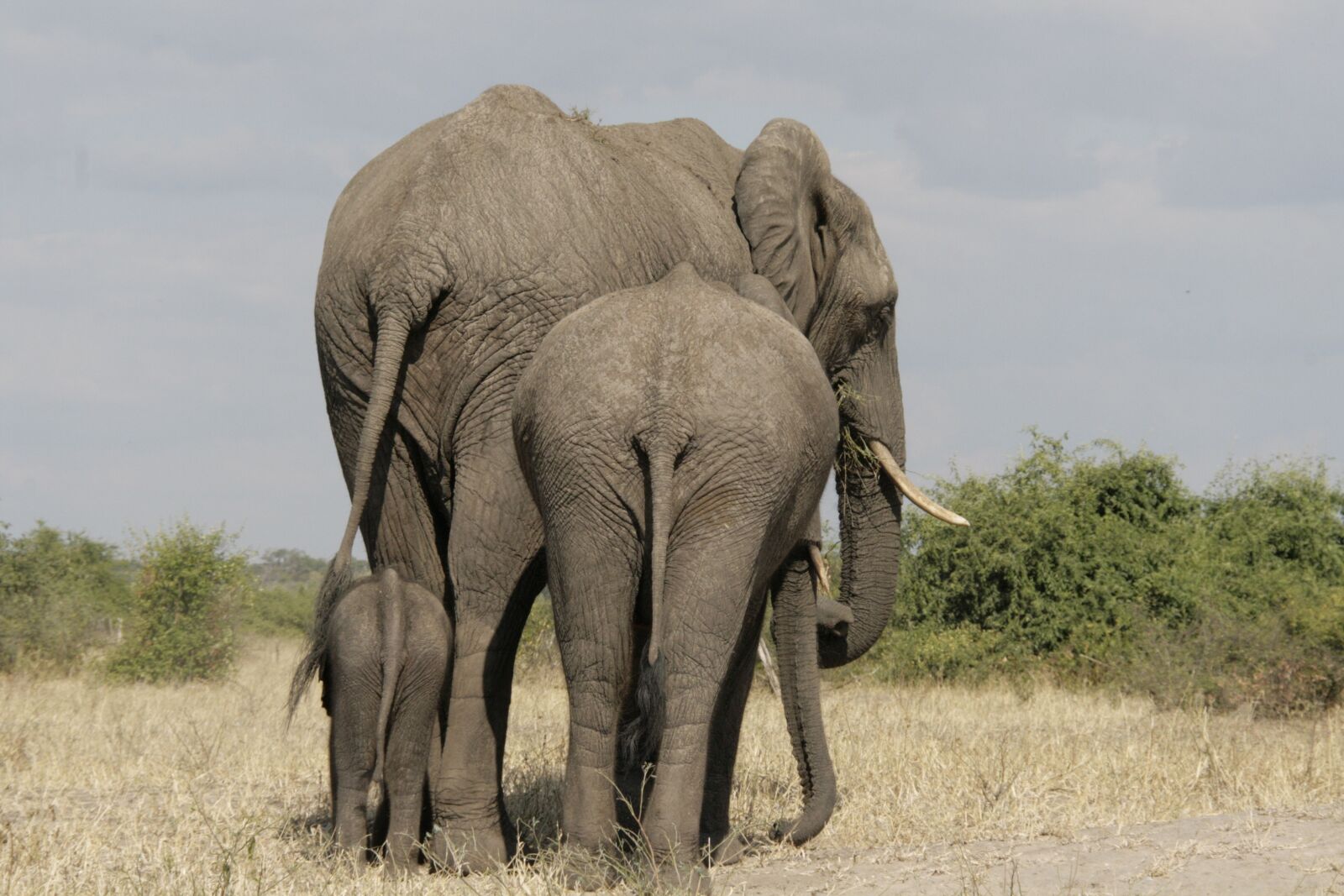 Canon EOS 400D (EOS Digital Rebel XTi / EOS Kiss Digital X) sample photo. Botswana, elephant, baby elephant photography