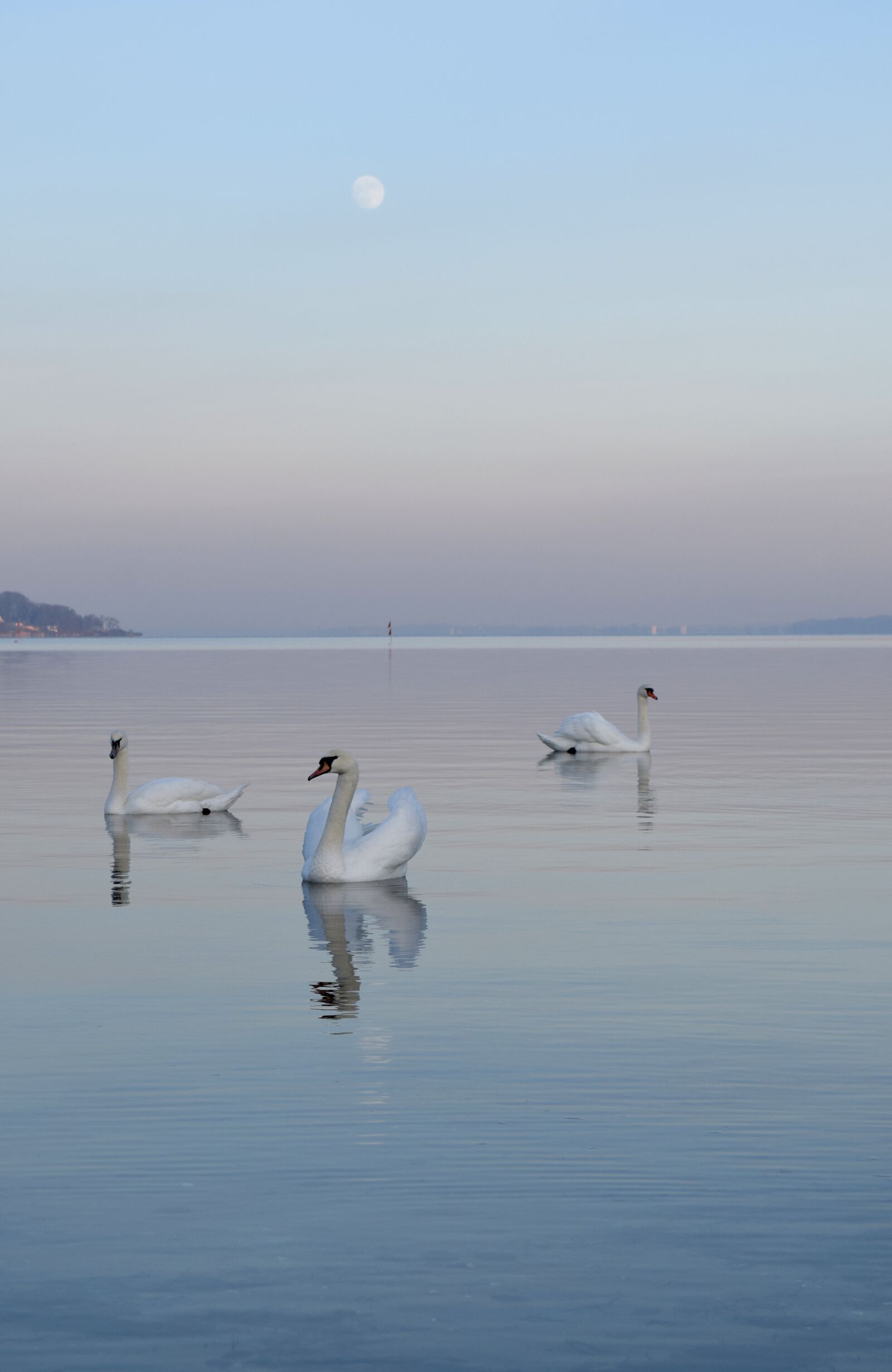 Nikon D5300 sample photo. Swans, bird, animal photography