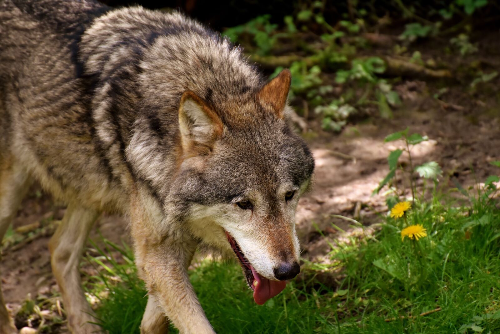 Nikon D7200 sample photo. Wolf, wild animal, beautiful photography