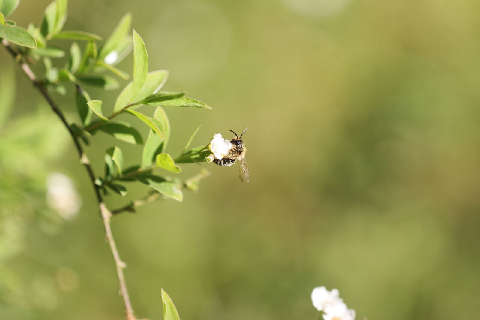 Canon EOS 90D sample photo. Bee, forager, insect photography