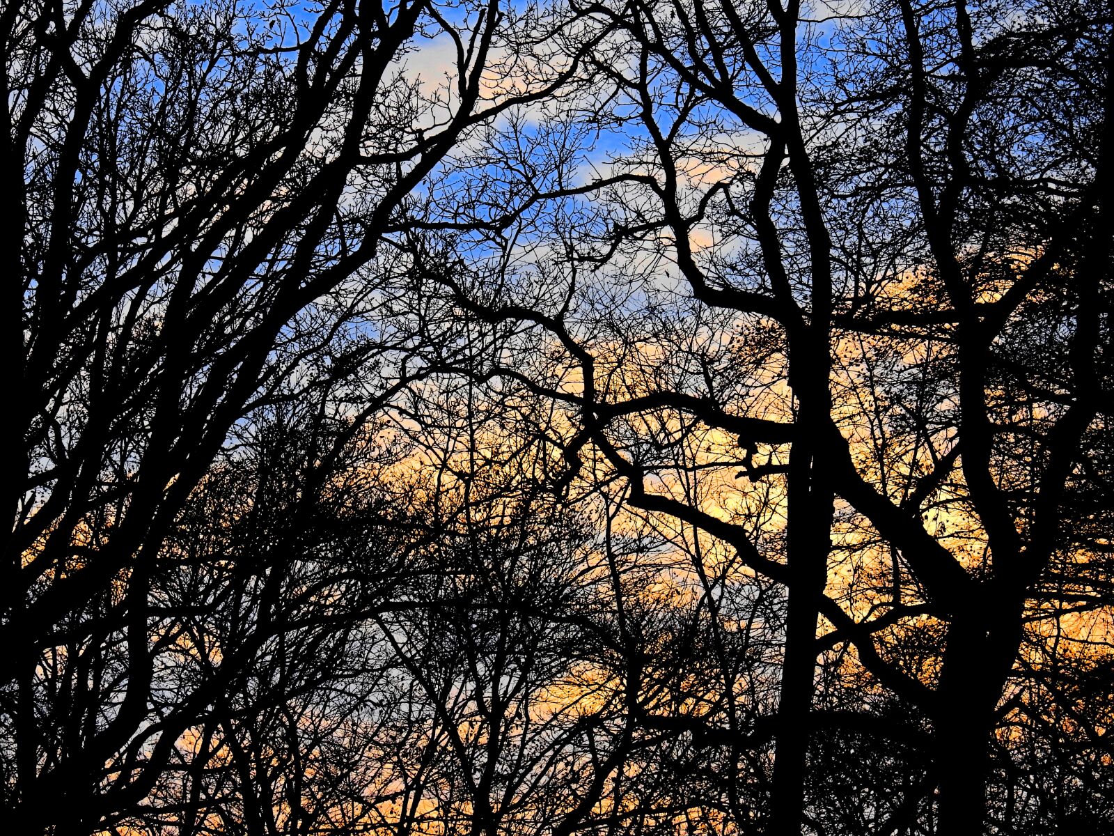 Nikon Coolpix P900 sample photo. Trees, aesthetic, background photography