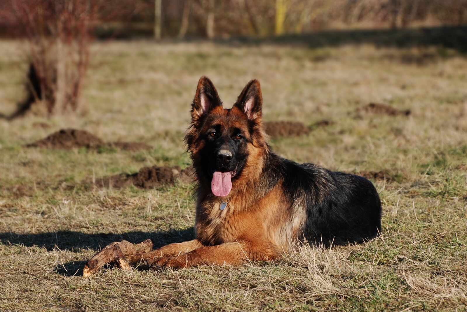 Nikon D80 sample photo. Sch fer dog, dog photography