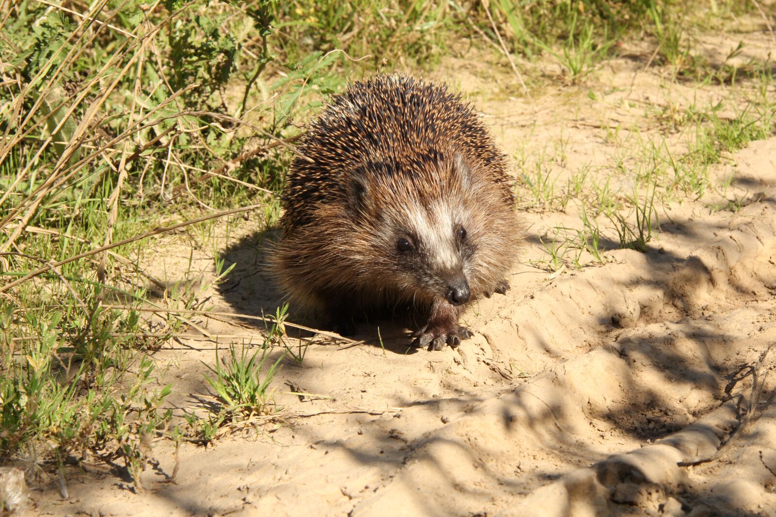 Canon EF-S 17-85mm F4-5.6 IS USM sample photo. Hedgehog, animal, wild photography