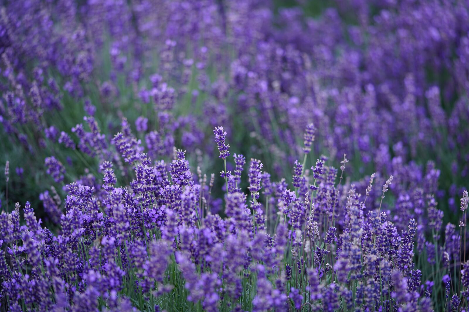 Sony a7R II + Sony FE 90mm F2.8 Macro G OSS sample photo. Lavender, flowers, lavender field photography