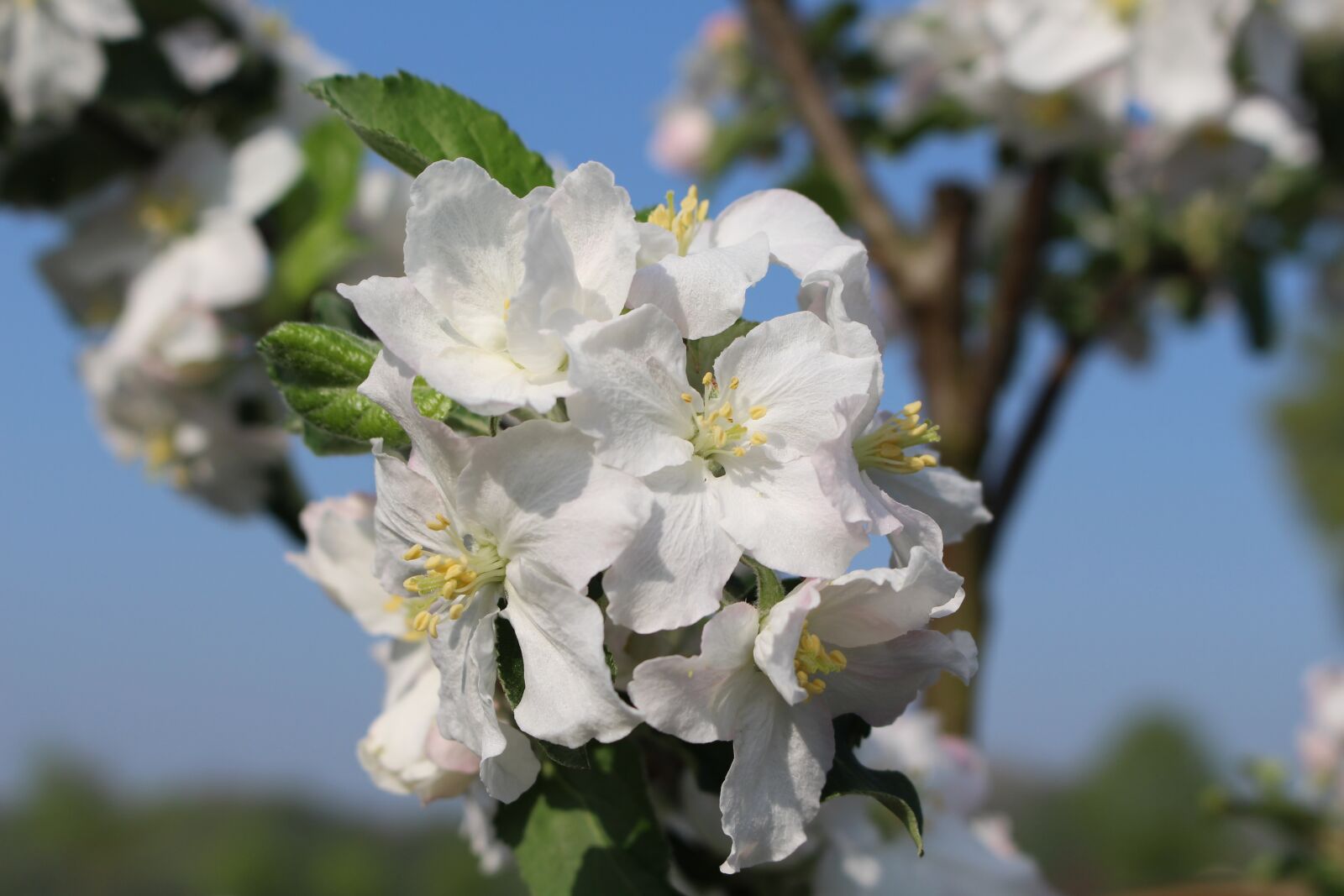 Canon EOS 700D (EOS Rebel T5i / EOS Kiss X7i) sample photo. Spring, apple blossom, nature photography
