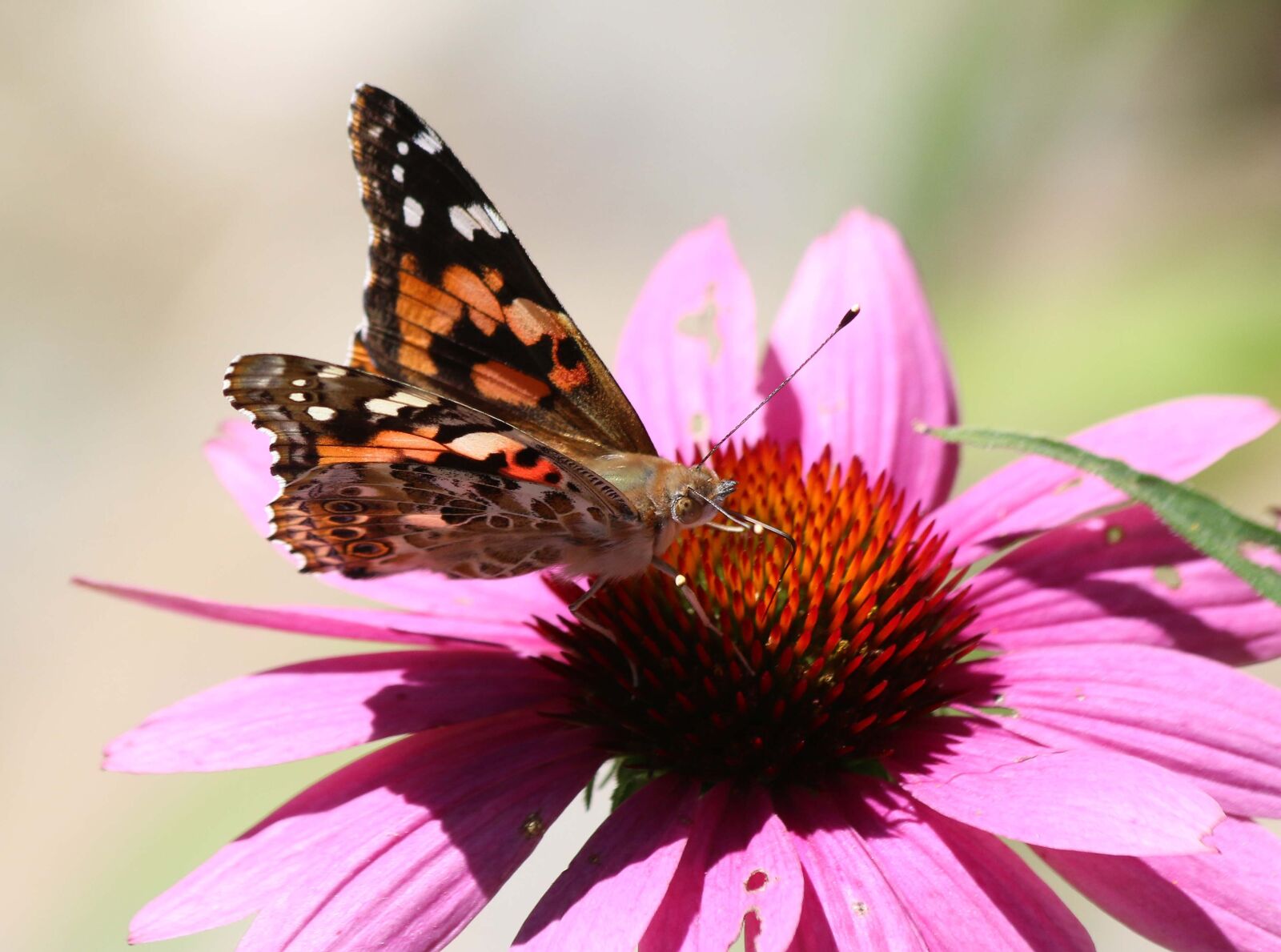 Canon EF 70-300mm F4-5.6 IS USM sample photo. Butterfly, insect, nature photography