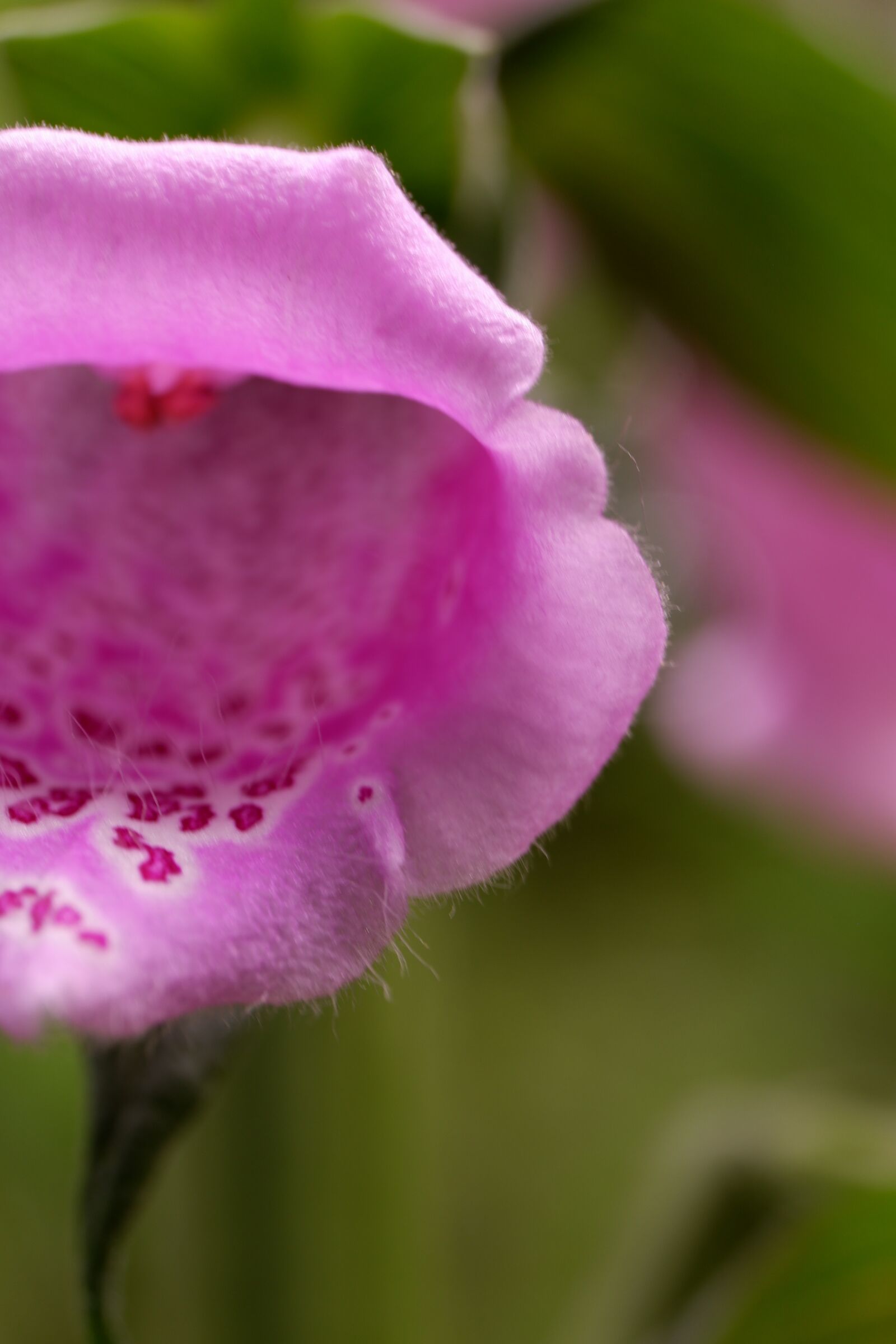 Fujifilm X-A3 sample photo. Foxglove, flower, oregon photography