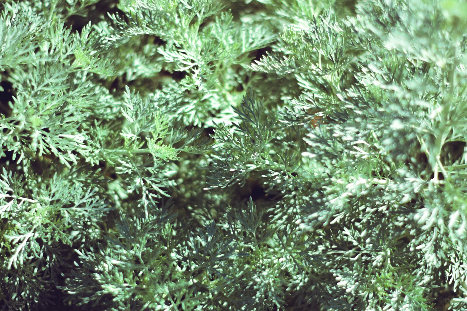 Nikon D5600 sample photo. Shrub, green, bush photography
