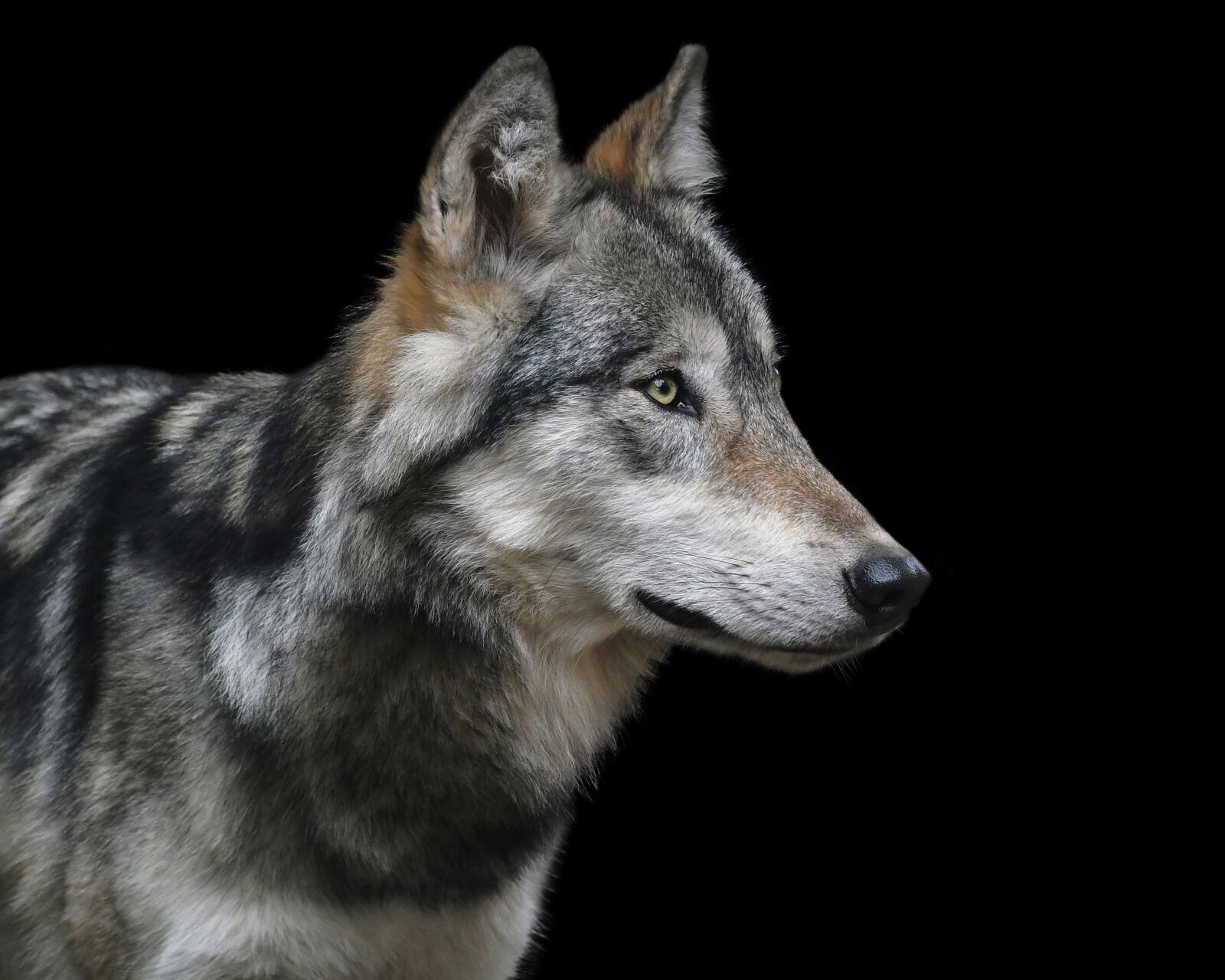 Nikon D500 sample photo. Wolf, portrait, black background photography