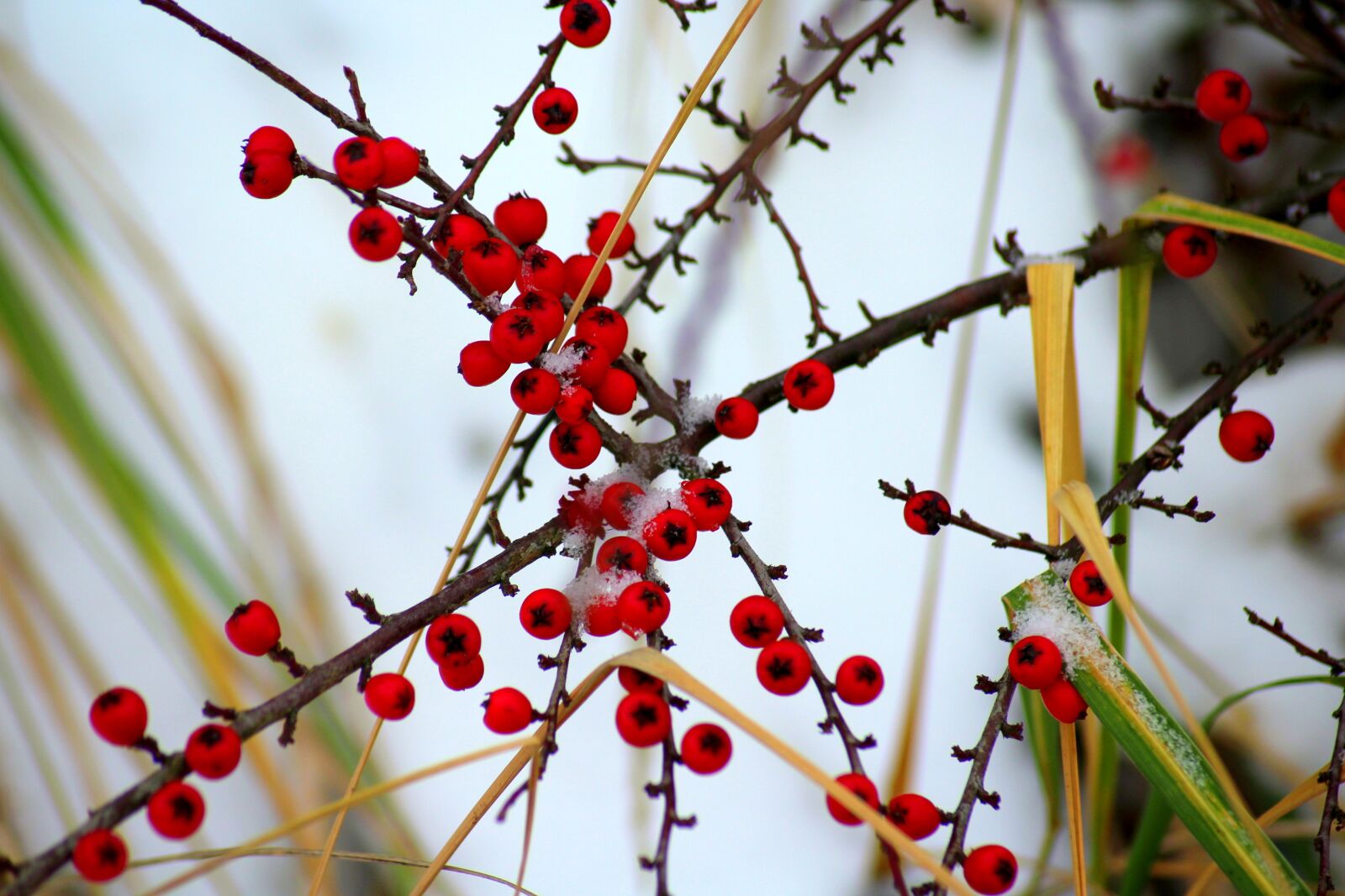 Canon EOS 1200D (EOS Rebel T5 / EOS Kiss X70 / EOS Hi) sample photo. Cotoneaster, bush, winter photography