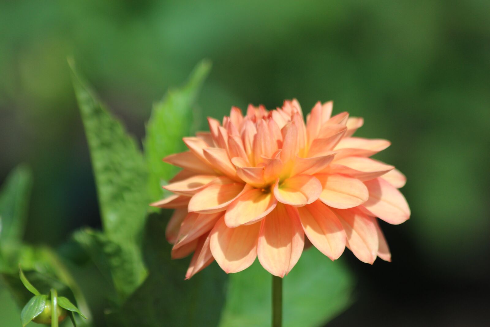 Canon EOS 650D (EOS Rebel T4i / EOS Kiss X6i) sample photo. Dahlia, flower, garden flower photography