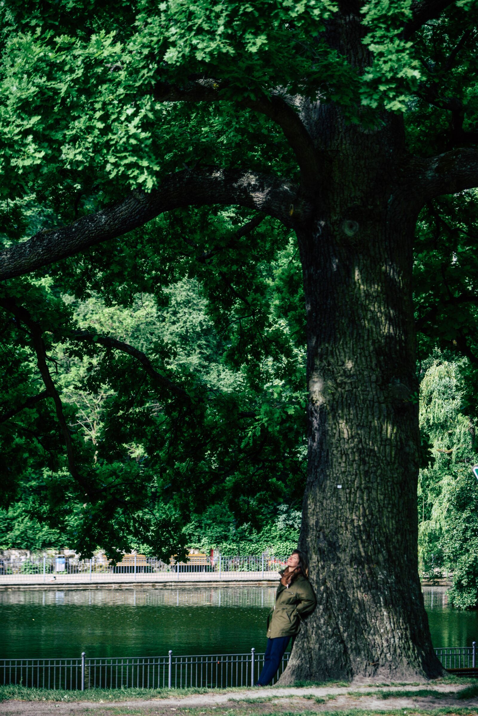Nikon D610 sample photo. Tree, oak, strength photography