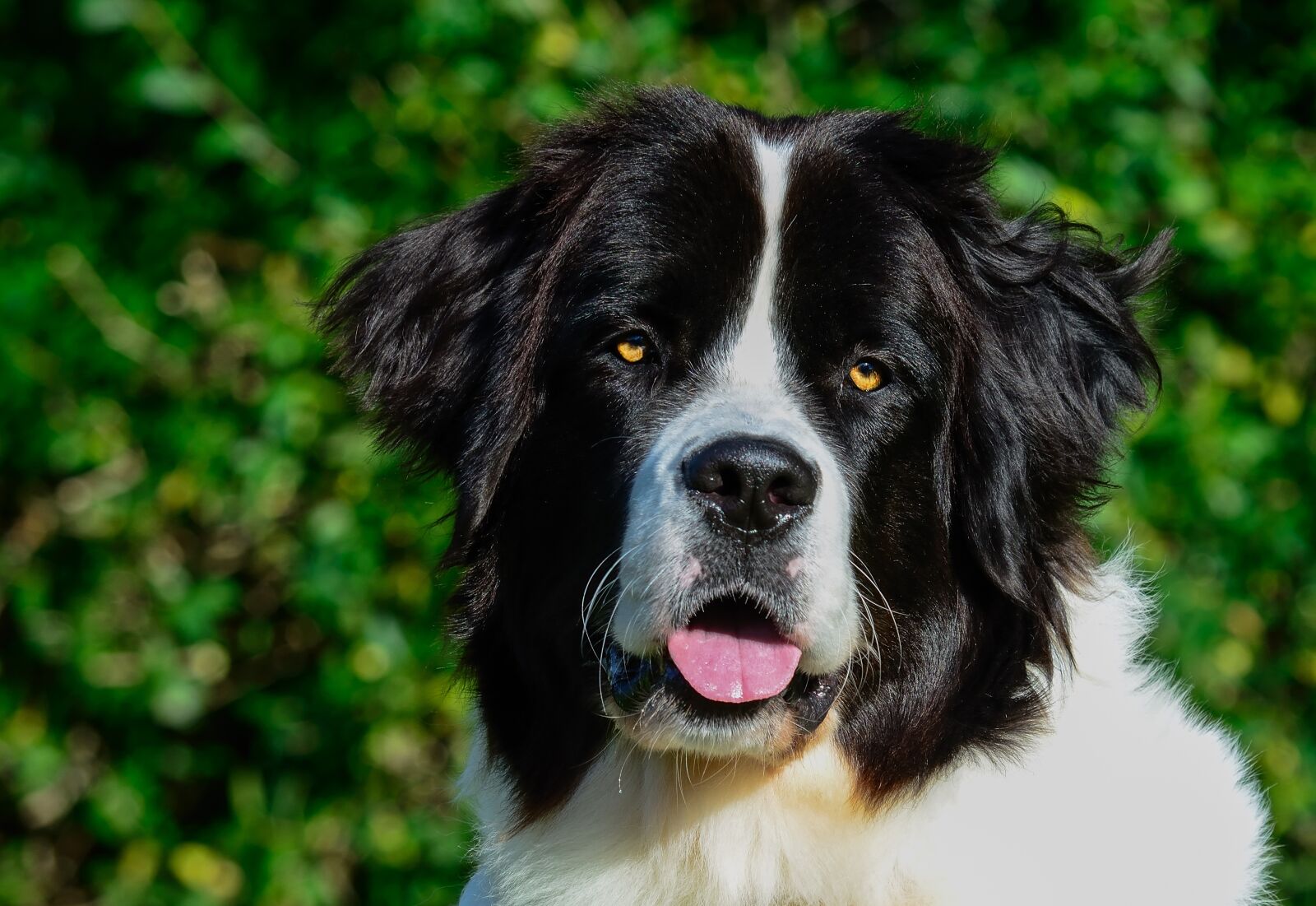 Nikon D7000 sample photo. Portrait, dog, landseer photography