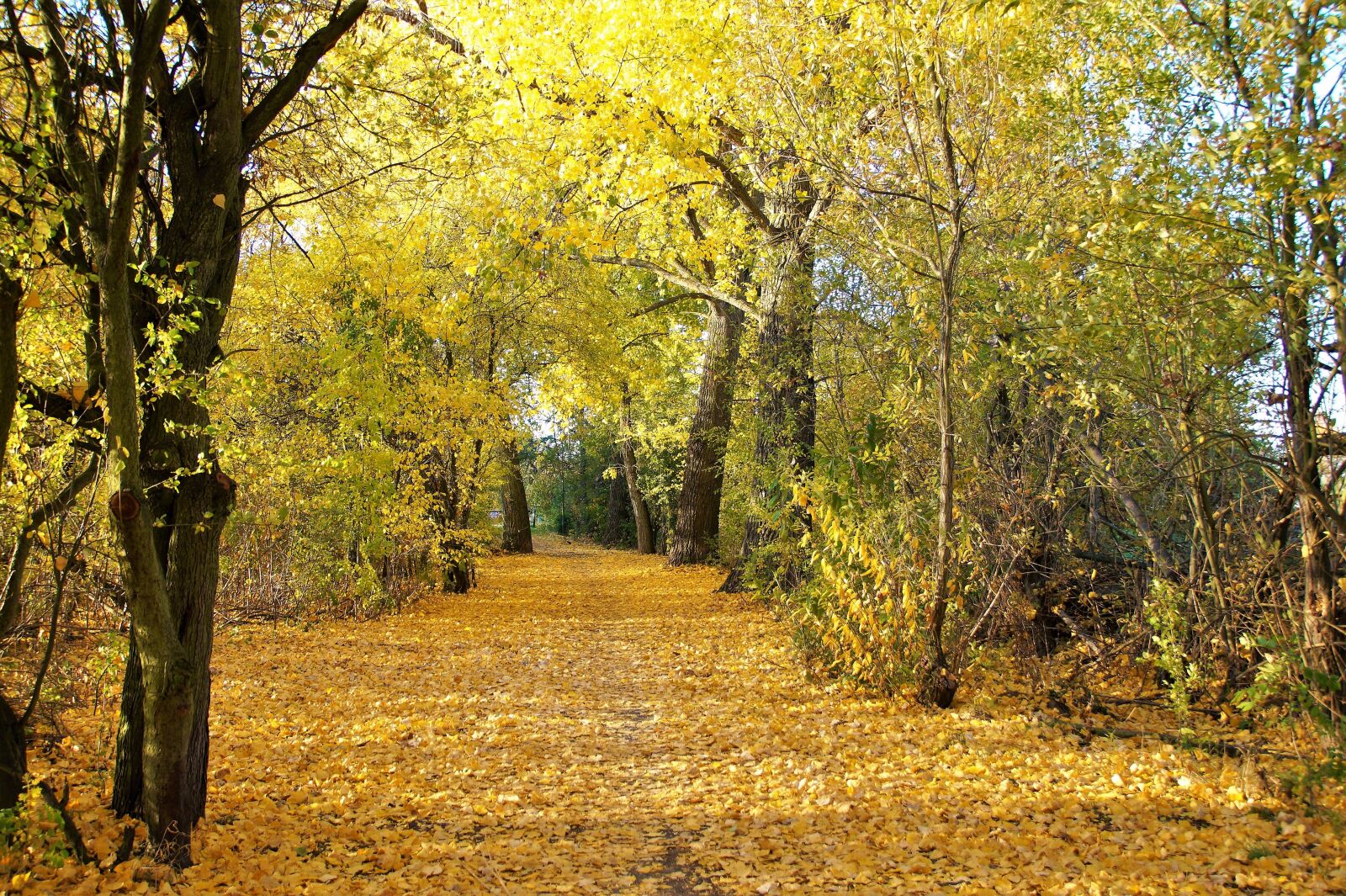 Sony SLT-A58 sample photo. Autumn, yellow, fallen photography