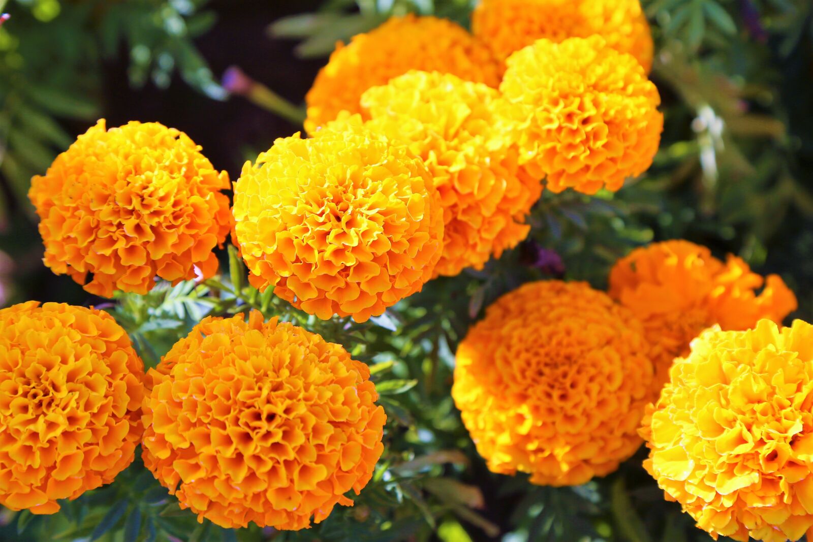 Canon EF 24-105mm F4L IS USM sample photo. Flowers, yellow, nature photography