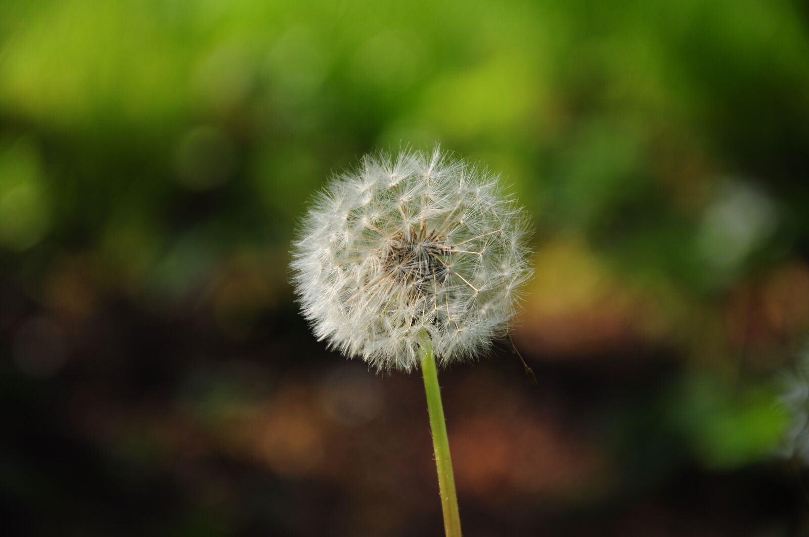 Nikon D5000 sample photo. Plant, dandelion field, dandelions photography