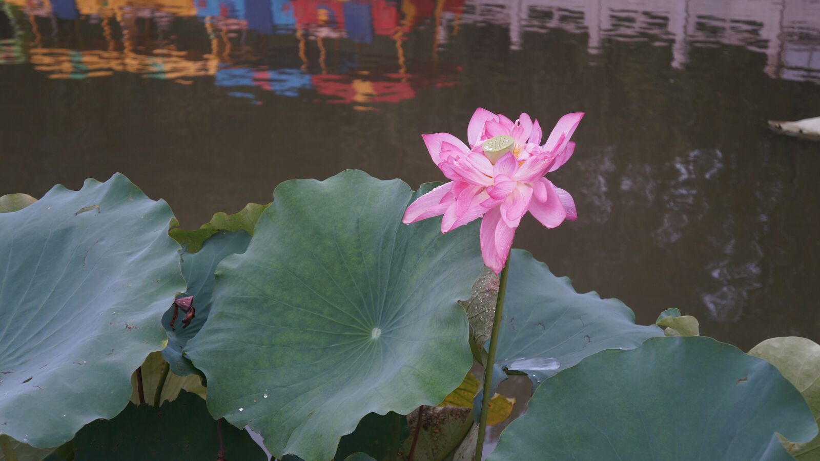 Sony Alpha NEX-5N sample photo. Lotus, flower photography
