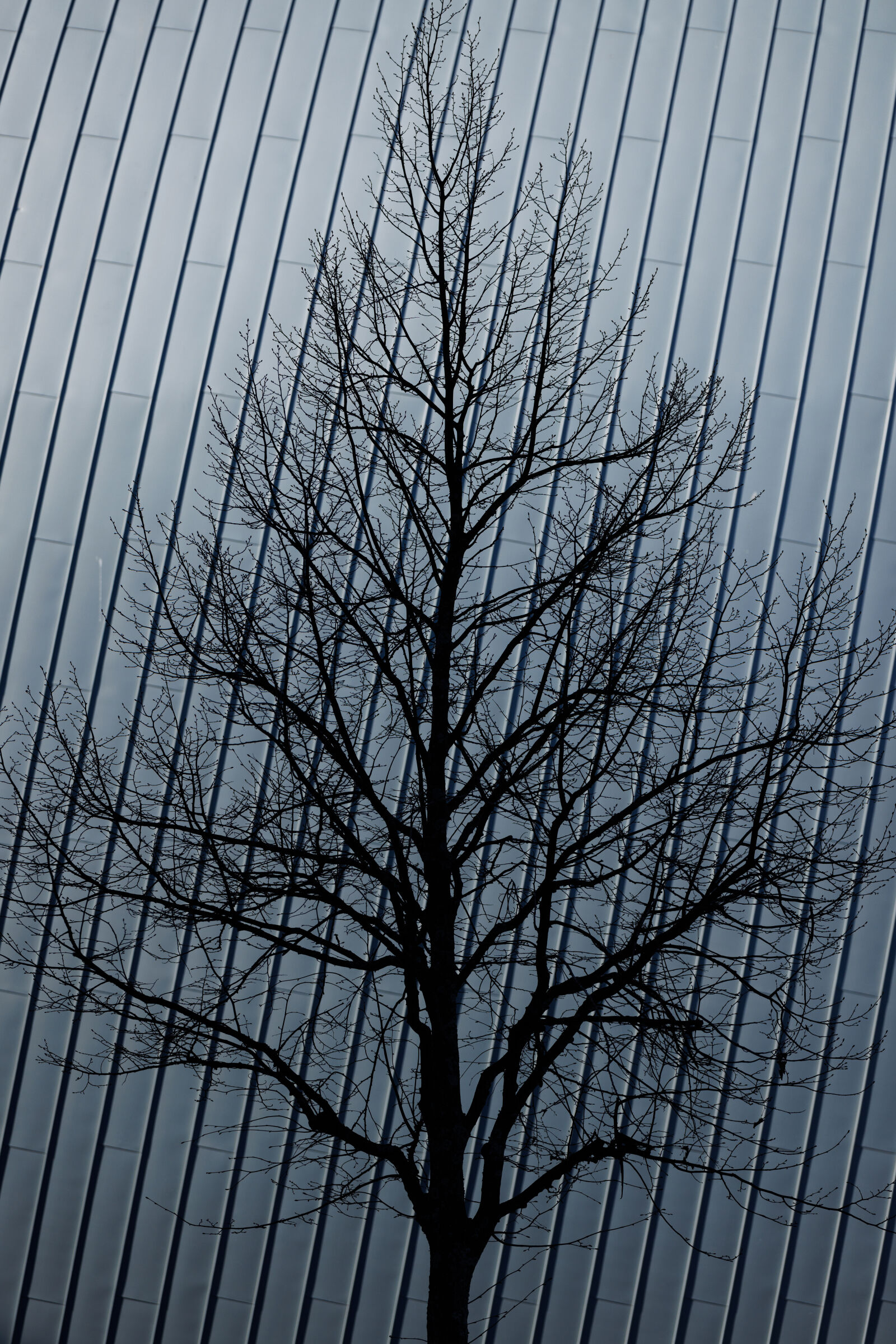 Canon EOS R5 sample photo. Abstract tree photography