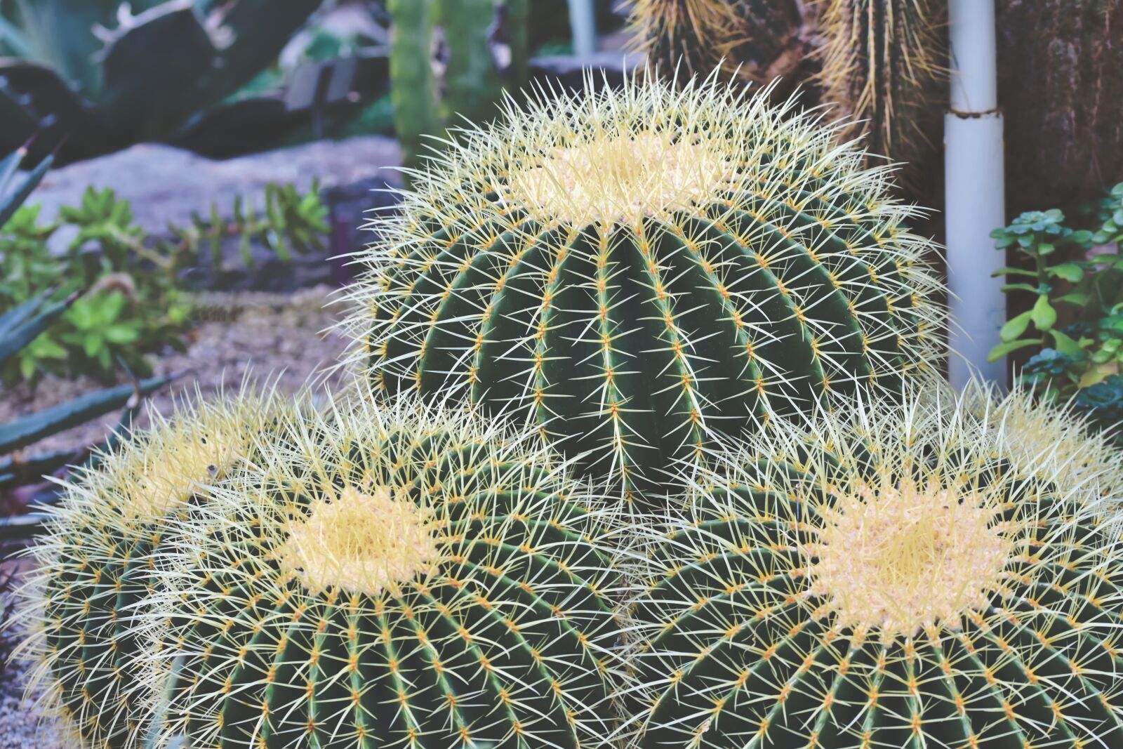 Nikon D7200 sample photo. Cactus, thorns, prickly photography