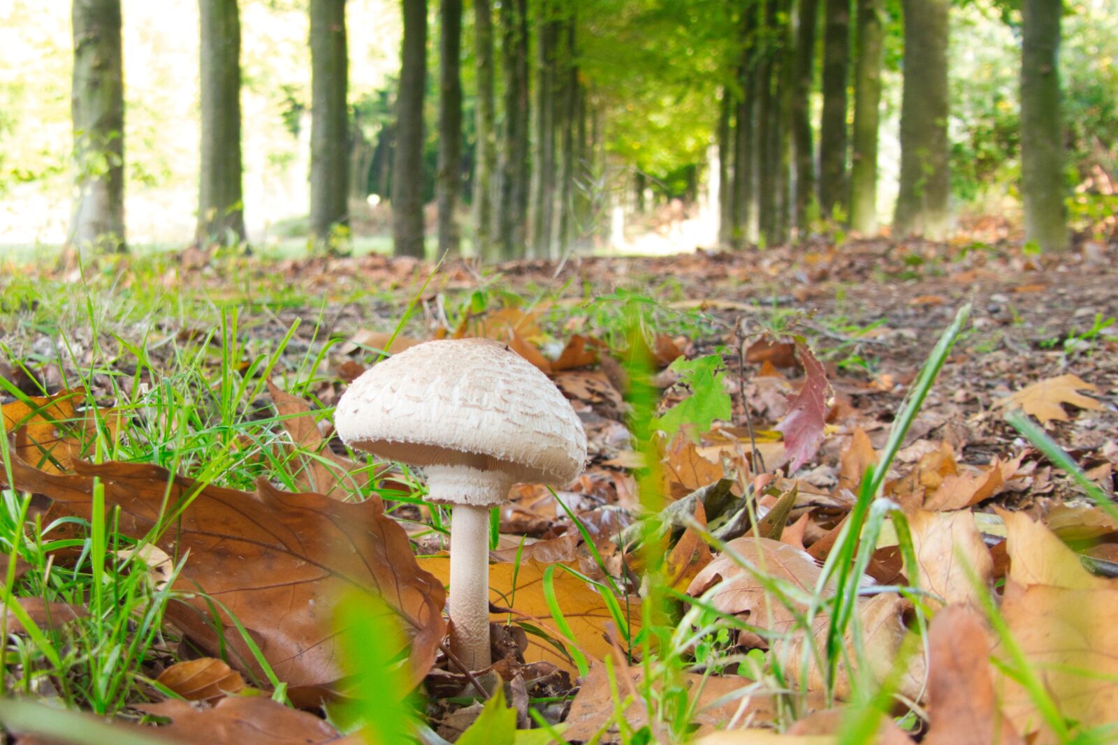 Panasonic Lumix DMC-FZ300 sample photo. Mushroom, autumn, nature photography
