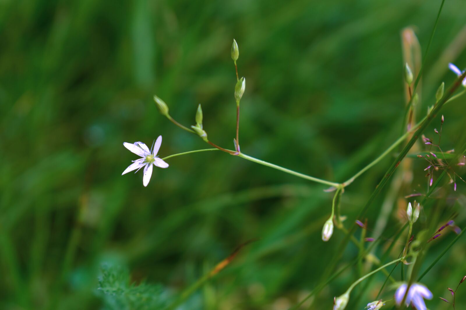 Nikon D3500 sample photo. Flower, blossom, petals photography