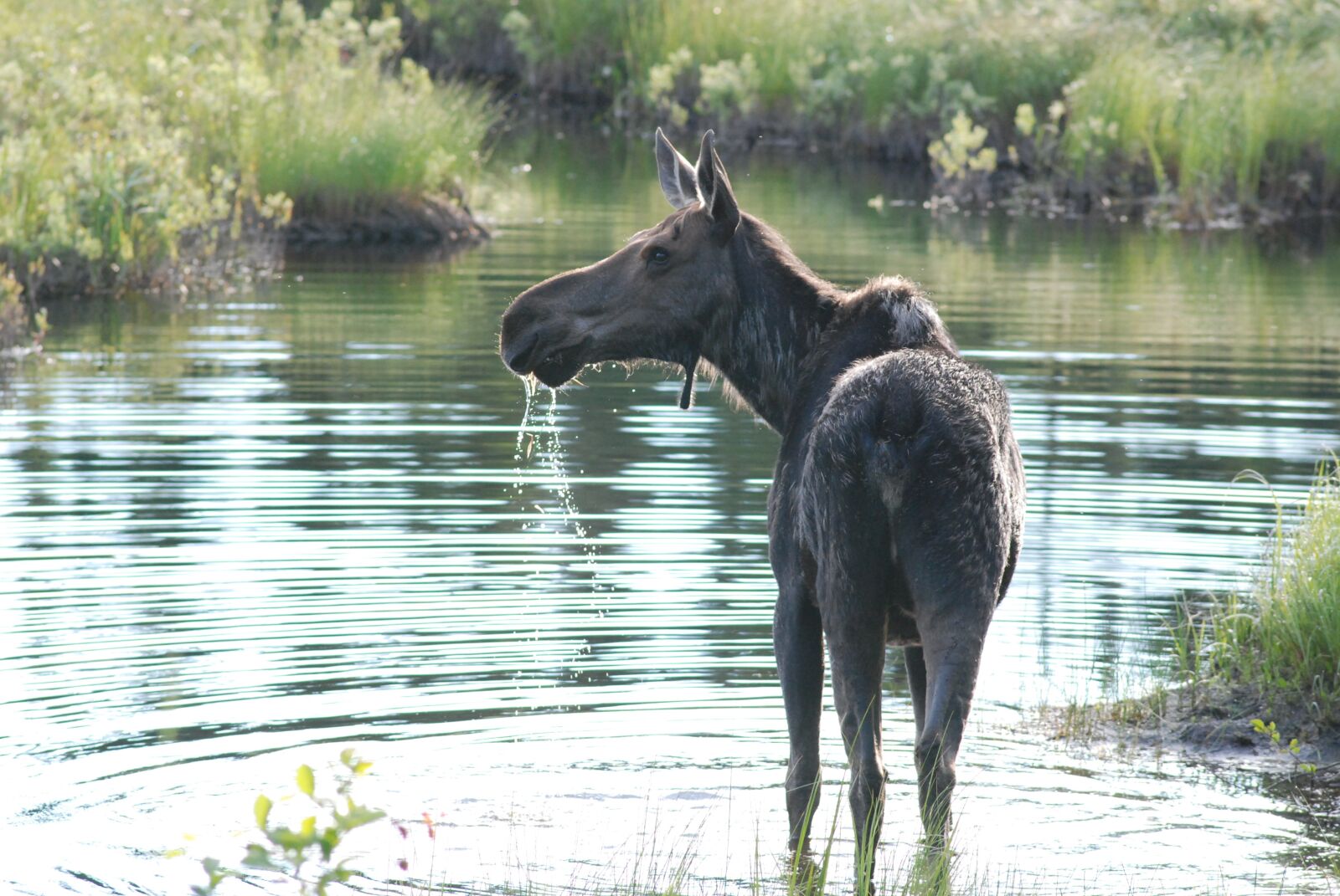 Nikon D80 sample photo. Moose, alert, looking photography