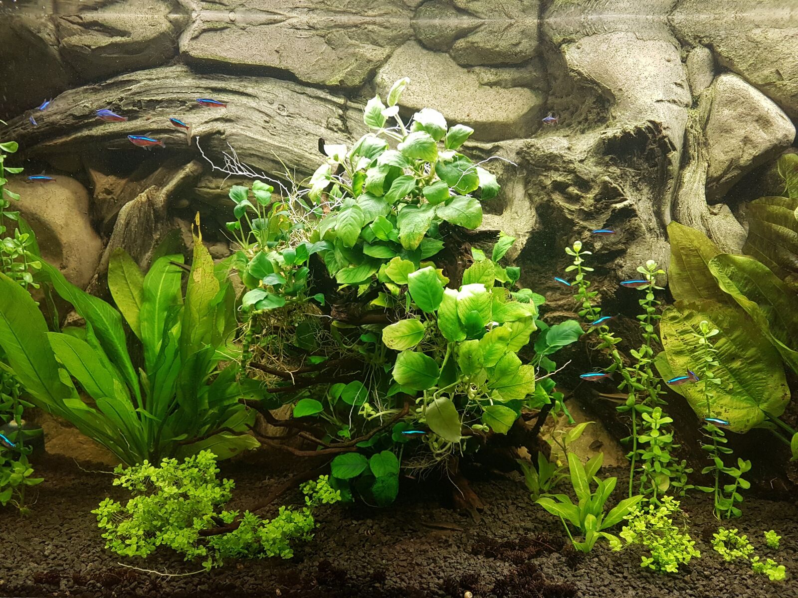 Samsung Galaxy S7 Edge sample photo. Aquarium, plants, fish photography