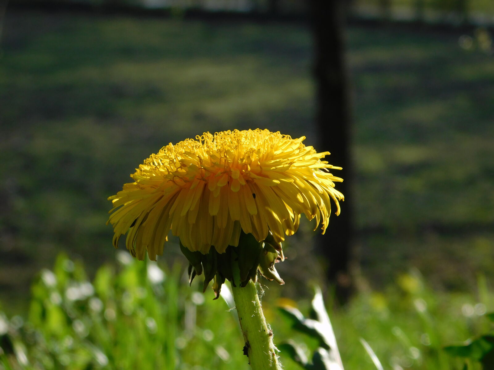 Nikon Coolpix L840 sample photo