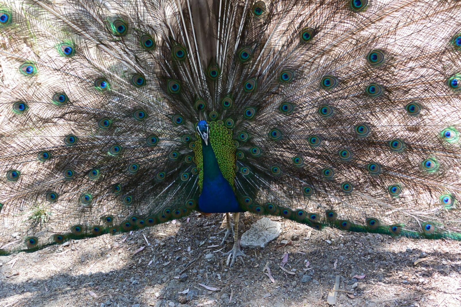 Nikon 1 J3 sample photo. Peacock, bird, fluffed up photography