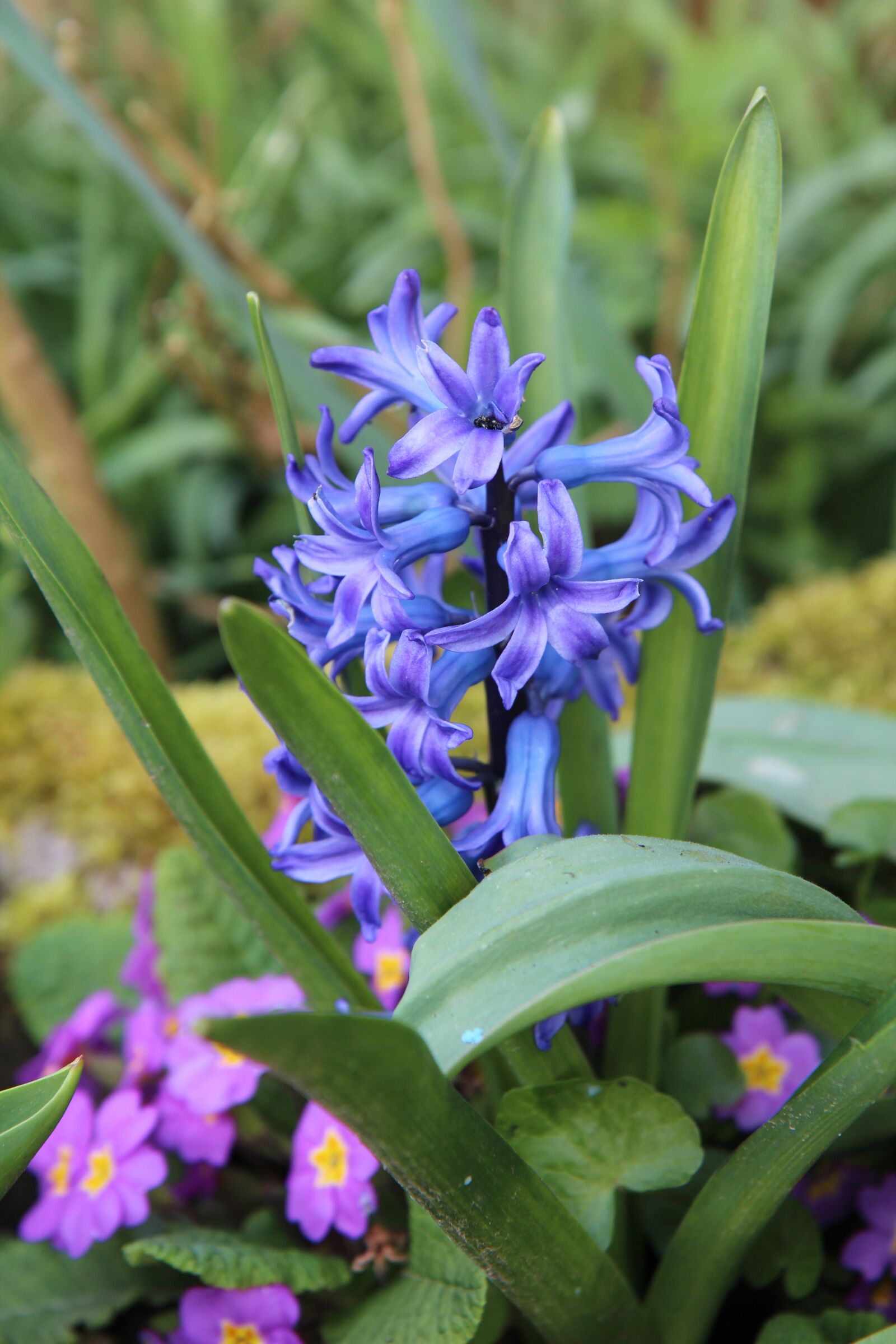 Canon EOS 600D (Rebel EOS T3i / EOS Kiss X5) sample photo. Hyacinth, hyacinth blue, spring photography