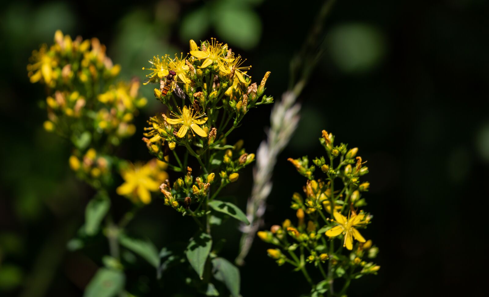 Canon EOS 5D Mark III sample photo. St john's-wort flower, hypericum photography