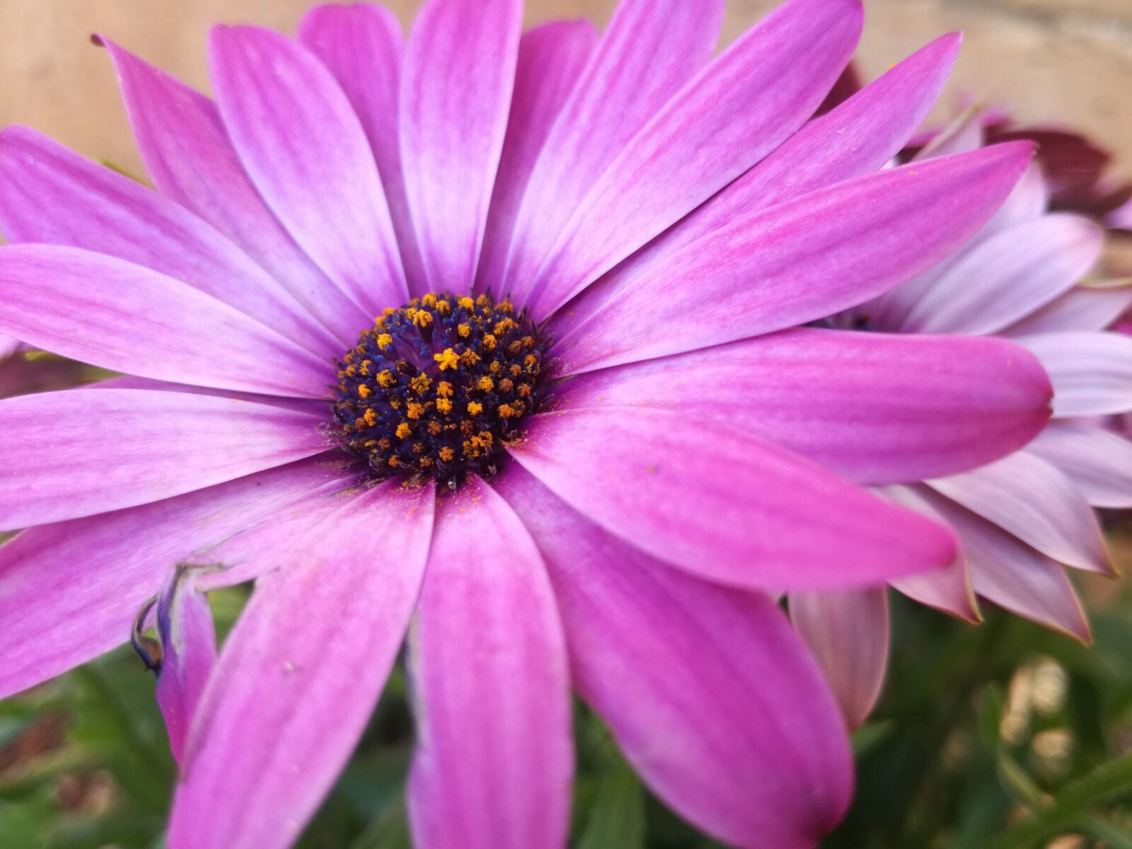 HUAWEI P9 LITE sample photo. Flower, nature, flora photography