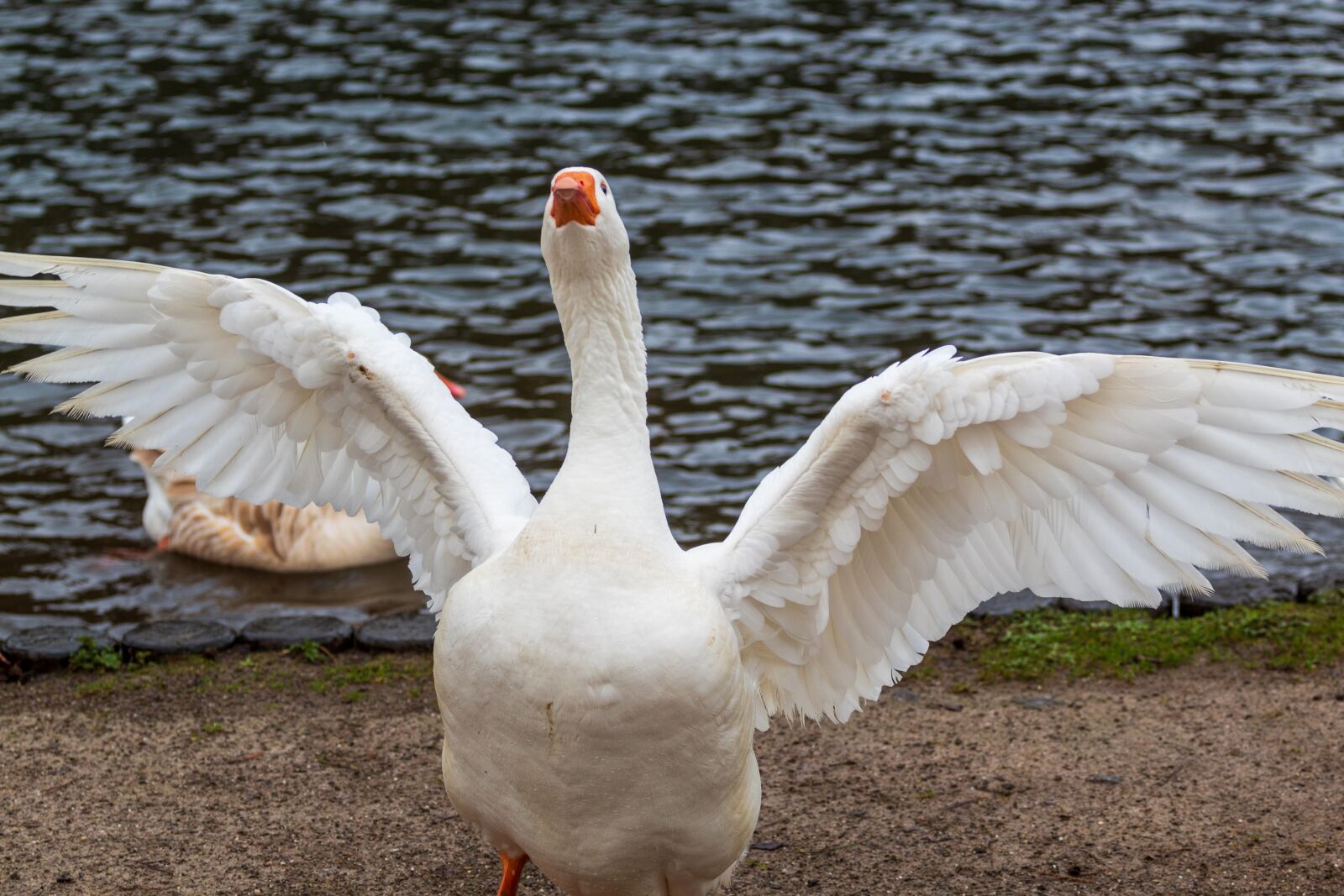 Canon EF 70-200mm F4L USM sample photo. Goose, bird, wing photography