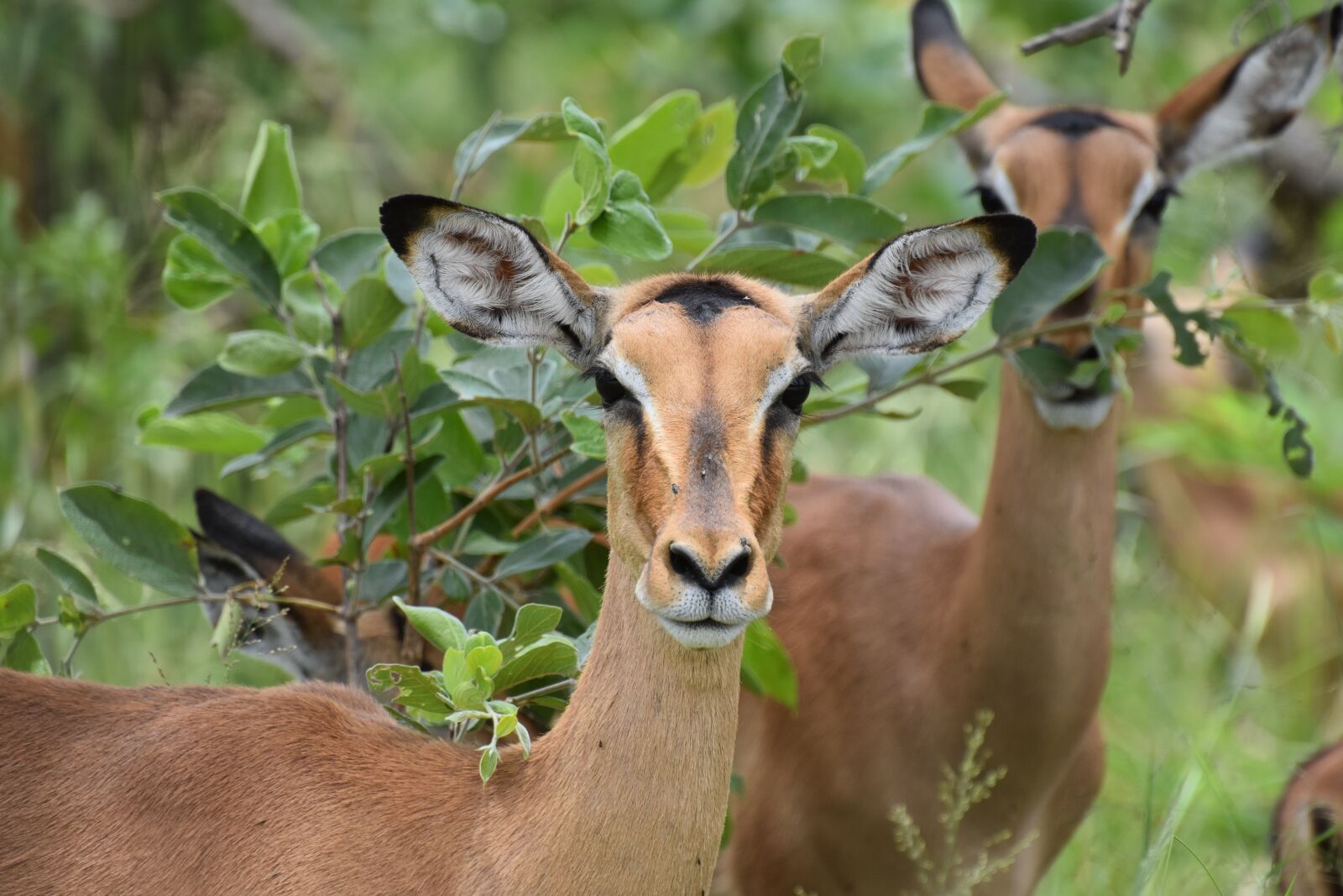 Nikon D3400 sample photo. Nature, mammal, wildlife photography